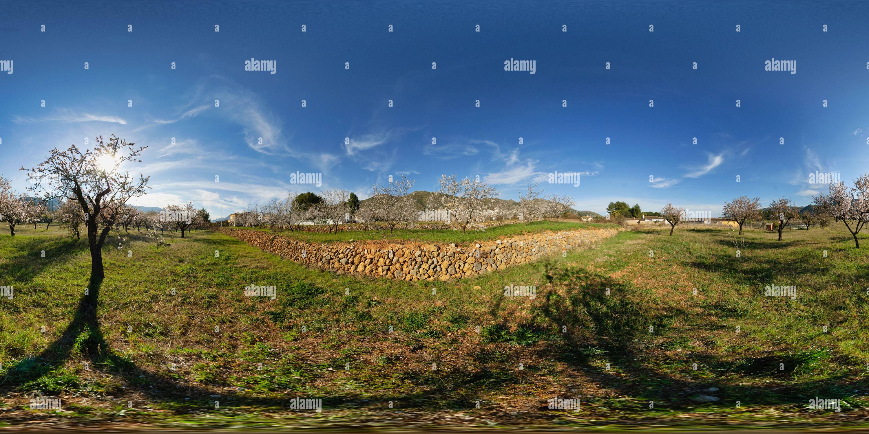 Visualizzazione panoramica a 360 gradi di Fioritura degli alberi di mandorle verso la fine del loro periodo fiorito a Jalon, provincia di Alicante, Spagna