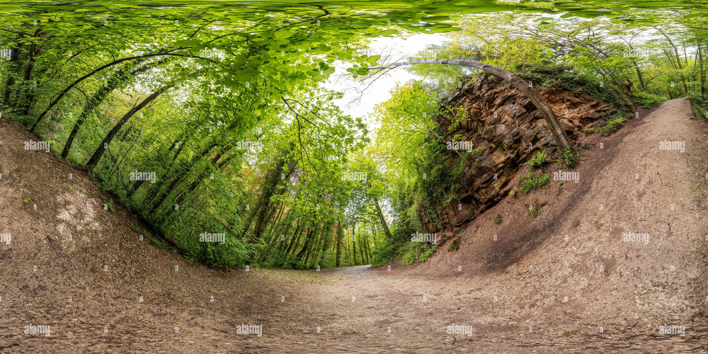 Visualizzazione panoramica a 360 gradi di 360 panorama sferico dei boschi di Wepre Park in estate, Deeside, Galles del Nord