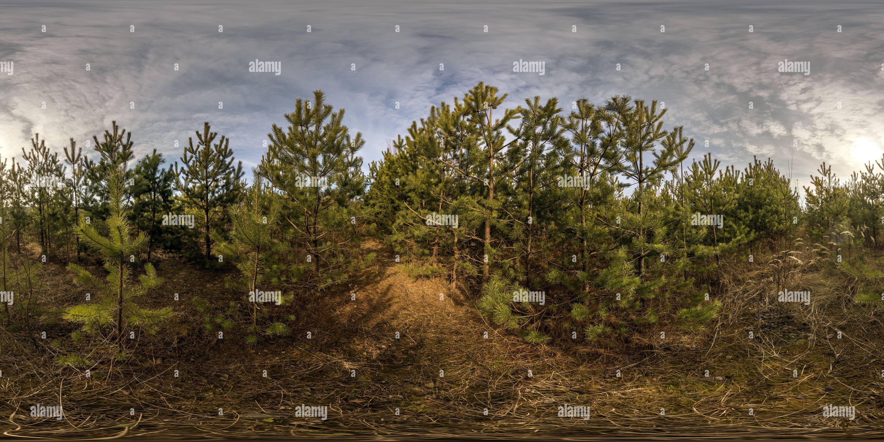 Visualizzazione panoramica a 360 gradi di panorama hdri completamente sferico senza giunture angolo di 360 gradi su piantagione o foresta di infissi giovani con un sacco di piante in equirettangular