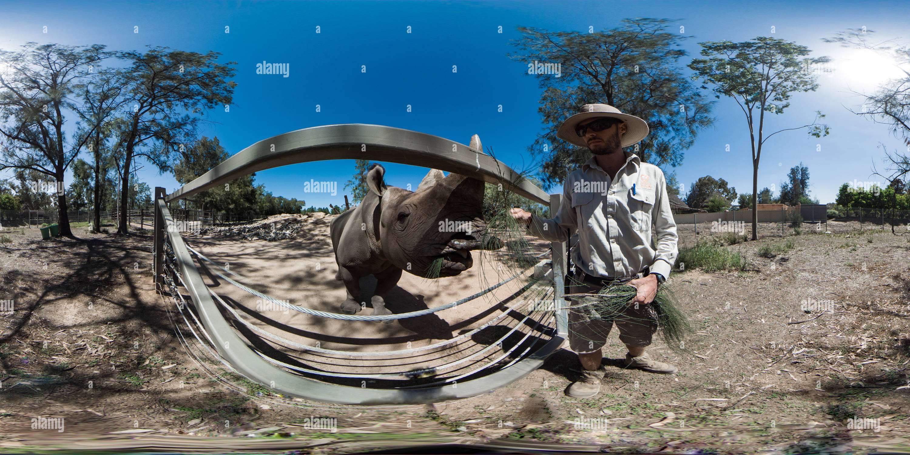 Visualizzazione panoramica a 360 gradi di Rinoceronte nero, Taronga Zoo, Dubbo