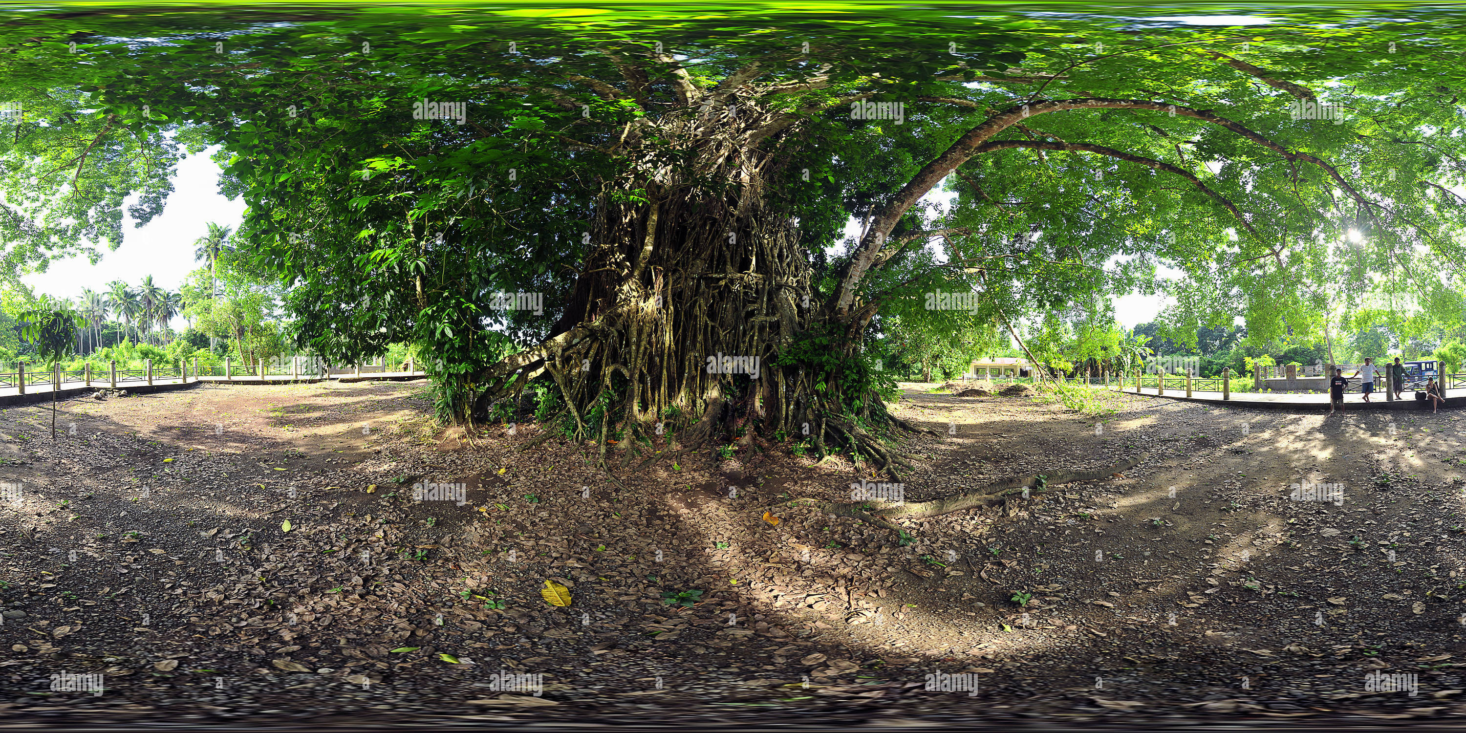 Visualizzazione panoramica a 360 gradi di Albero gigante Balete