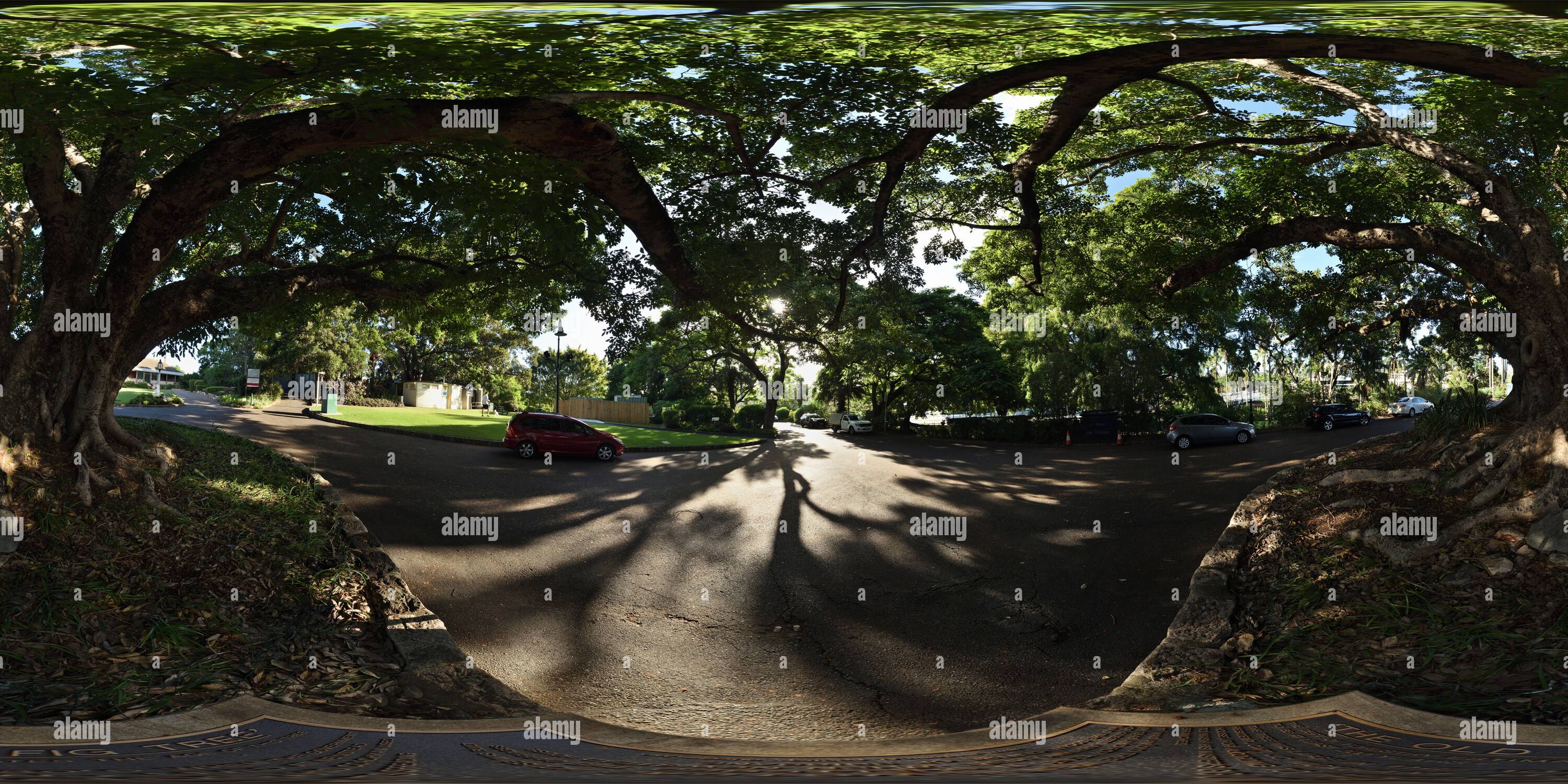 Visualizzazione panoramica a 360 gradi di Panorama a 360° da sotto l'Old Fig Tree - Ficus virens a Newstead House - Brisbane, Australia