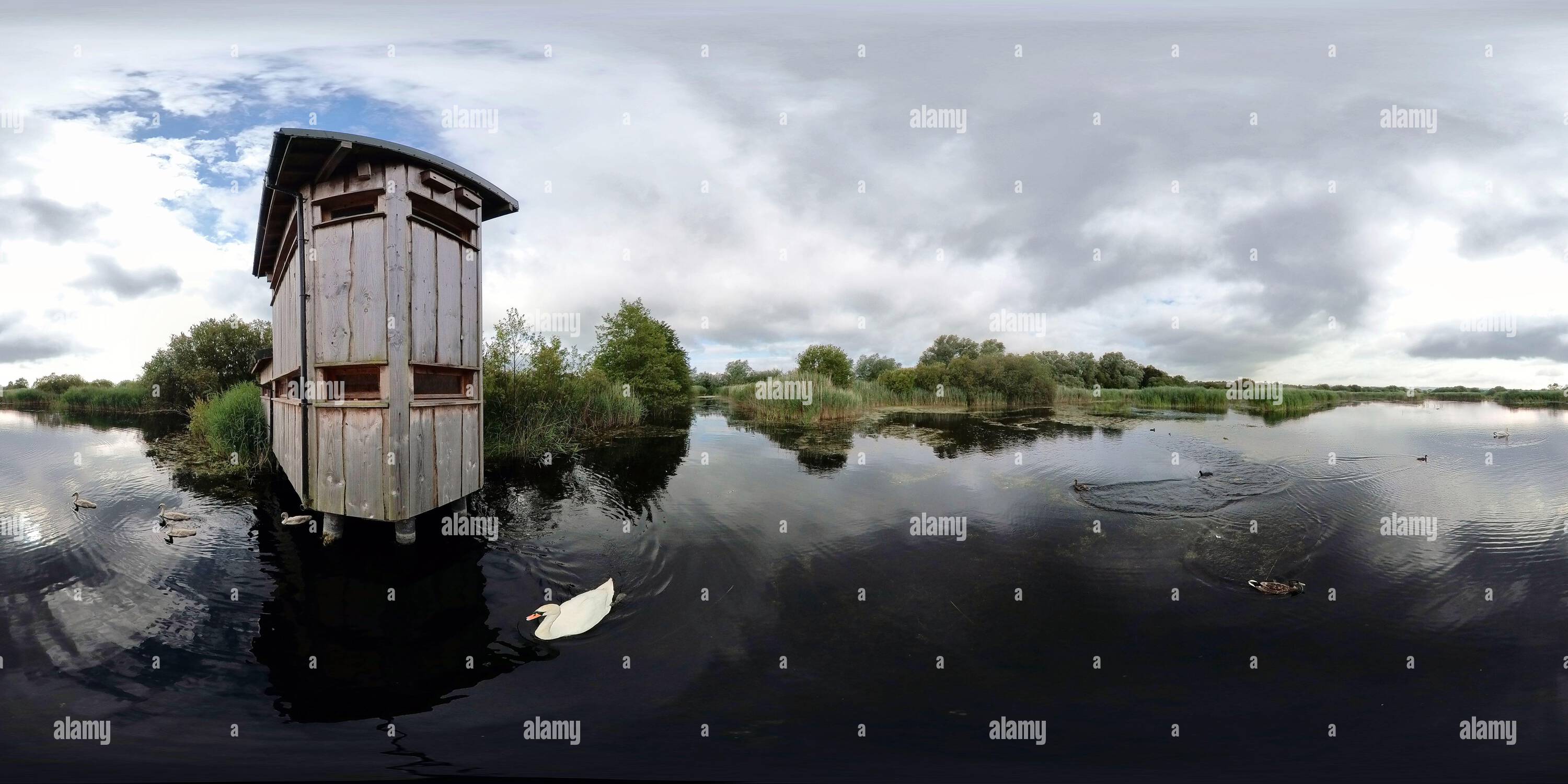 Visualizzazione panoramica a 360 gradi di Early Water Bird in Action al di fuori del Nord, nascondetevi nella riserva naturale nazionale di Westhay Moor