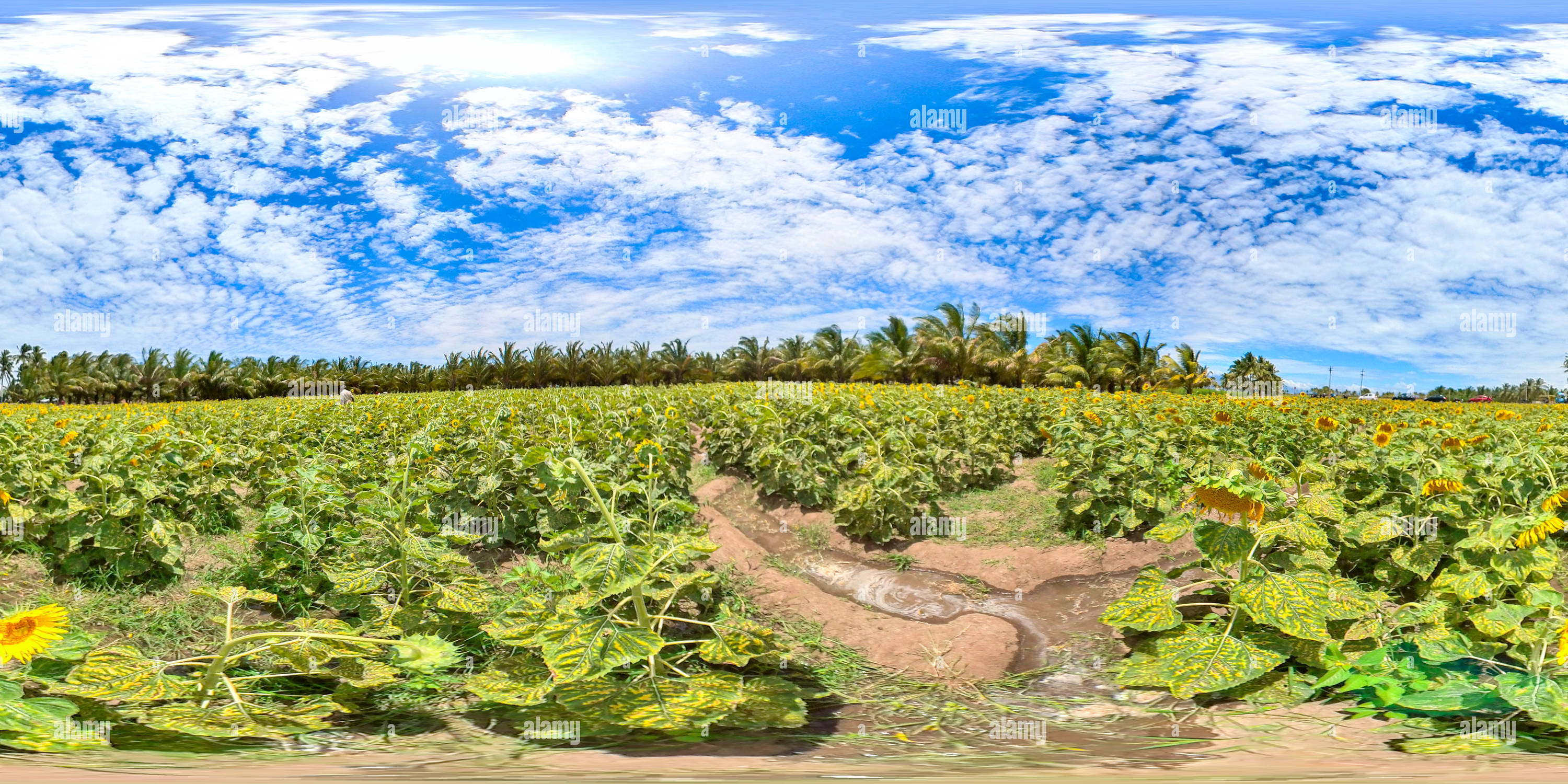 Visualizzazione panoramica a 360 gradi di campi di girasole 8