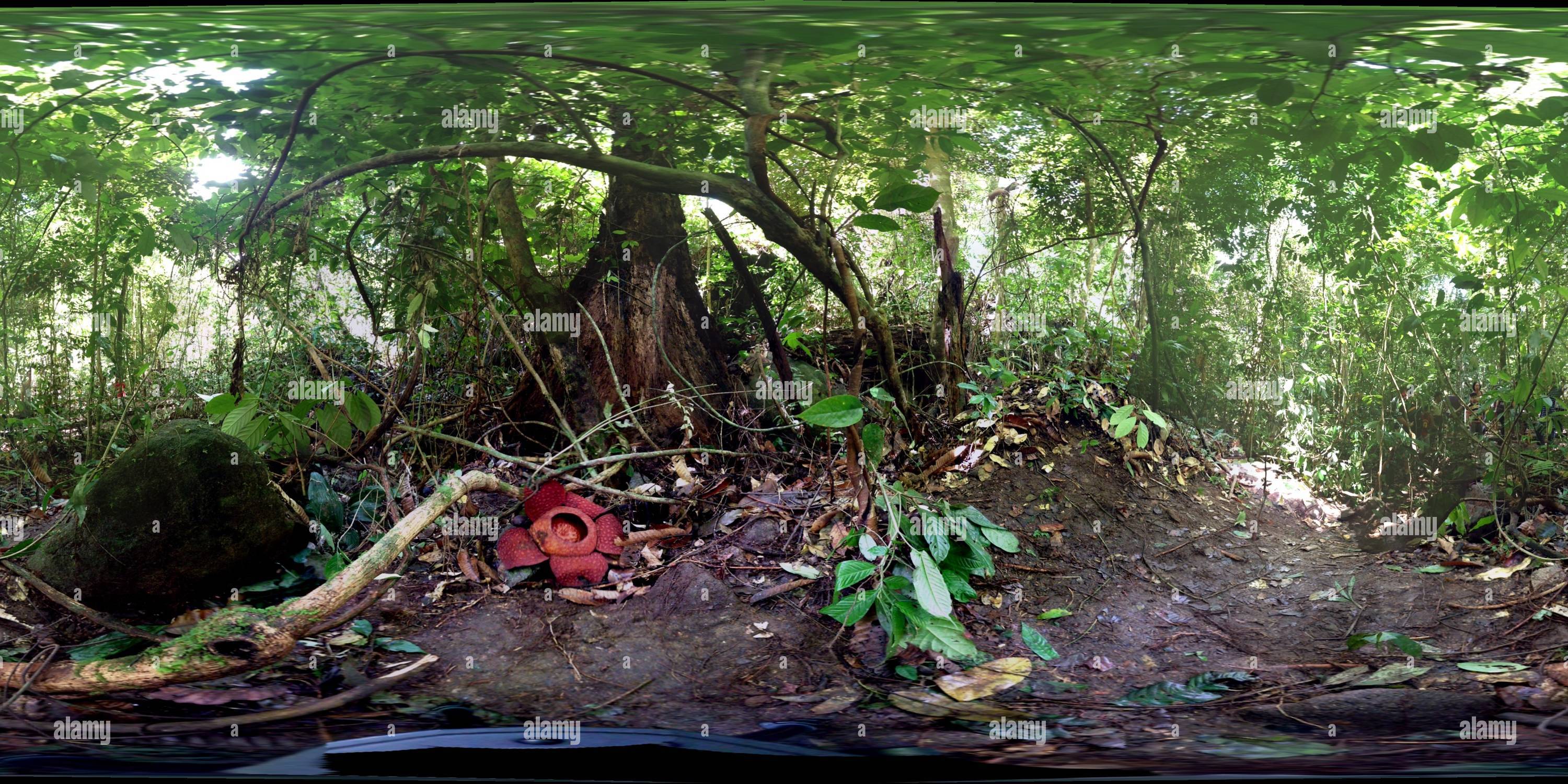 Rafflesia fiore gigante in Borneo rainforest (Malesia Foto stock - Alamy