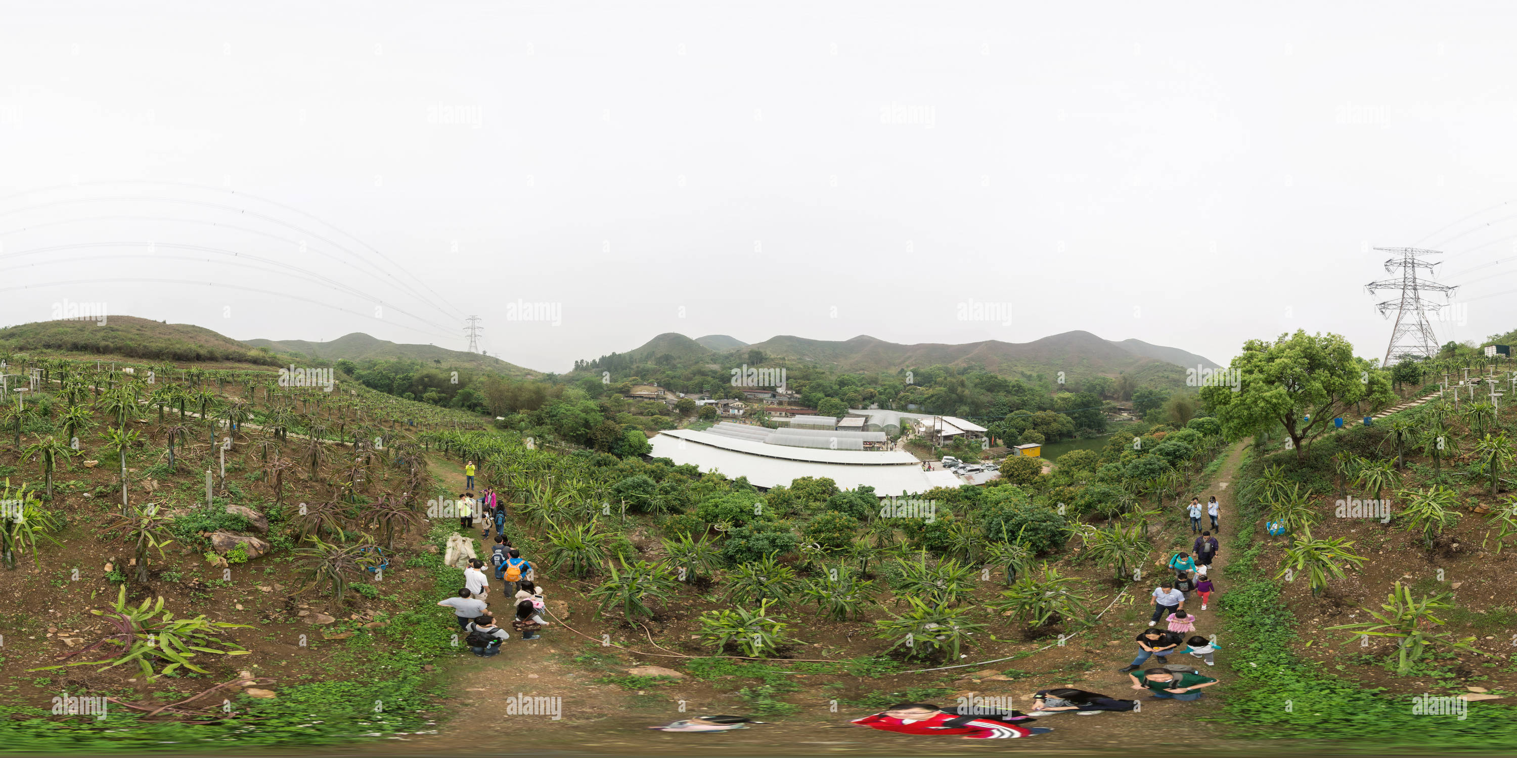 Visualizzazione panoramica a 360 gradi di Dragon Fruit Farm a Kwu Tung, Hong Kong