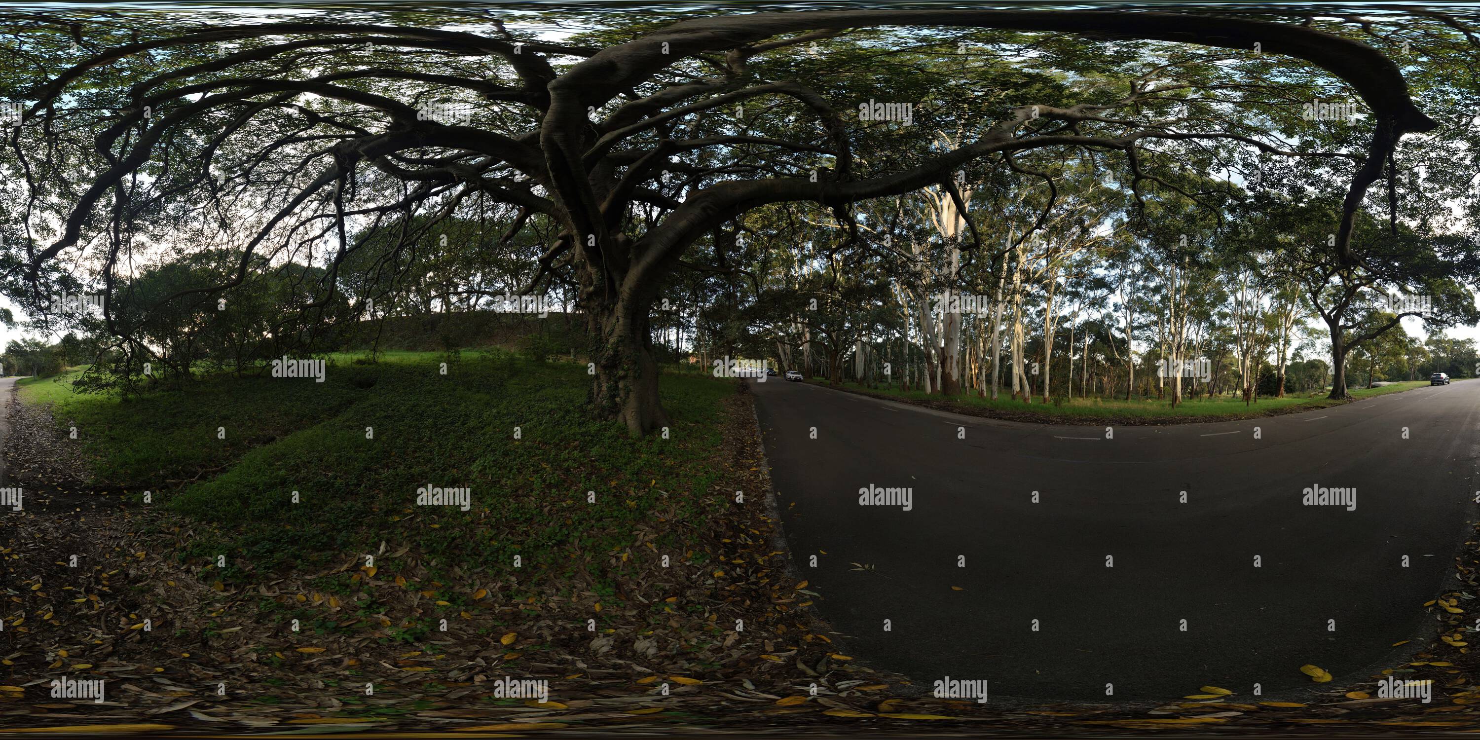 Visualizzazione panoramica a 360 gradi di 360° di un fico di Port Jackson e di una tribuna di gomme allagate, alberi di foresta australiani su Carrington Drive, Sandstone Ridge, Centennial Park, Sydney, Australia