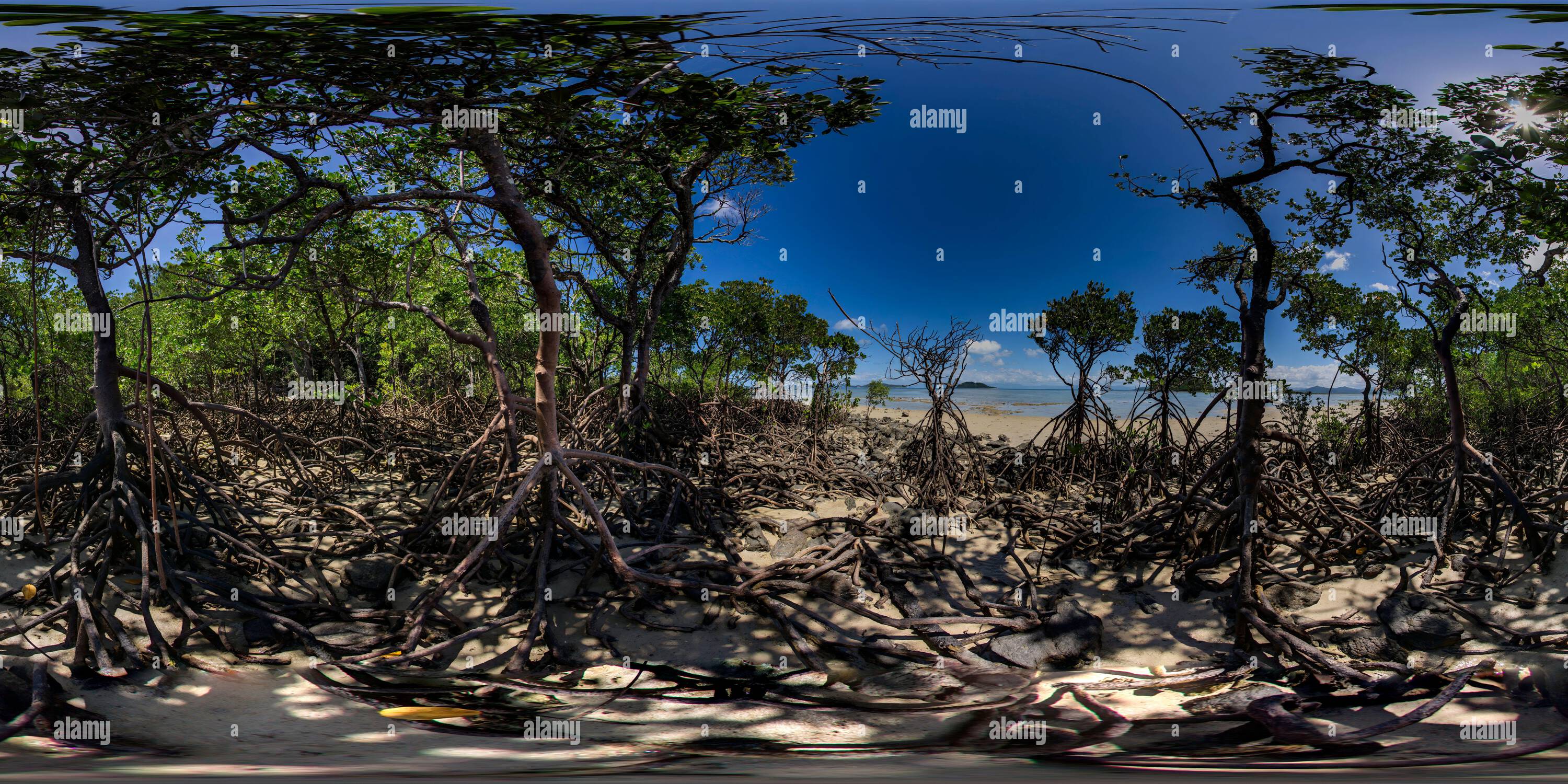 Visualizzazione panoramica a 360 gradi di Mangrovie lungo la costa di Dunk Island North Queensland Australia