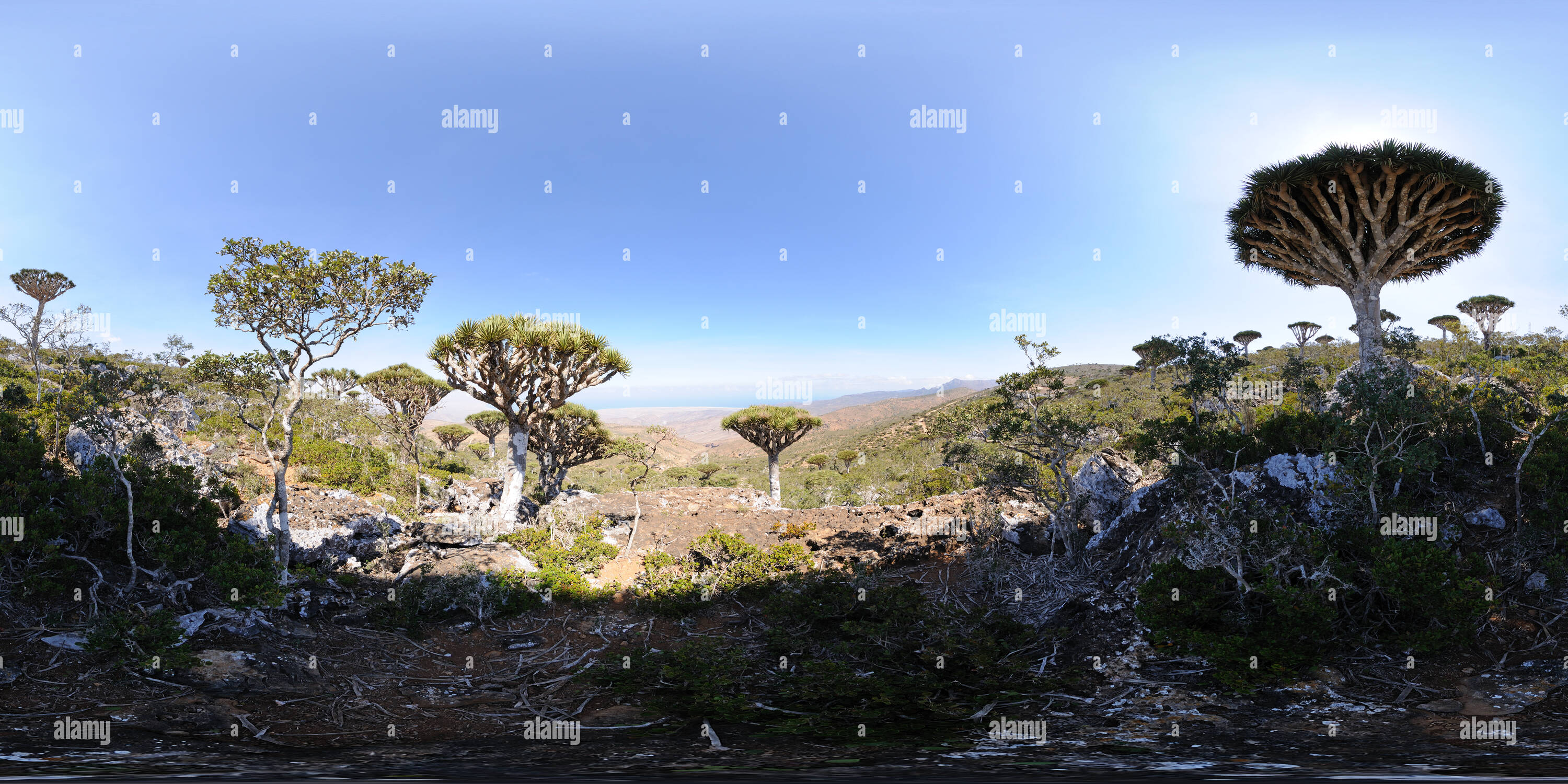 Visualizzazione panoramica a 360 gradi di Dragon's sangue alberi, Diksum altopiano, Socotra, Yemen