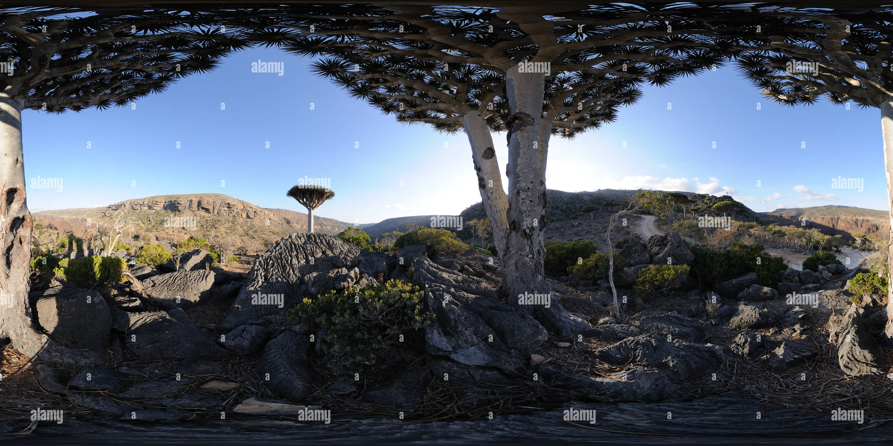 Visualizzazione panoramica a 360 gradi di Tra due Dragon's alberi di sangue e Socotra, Yemen