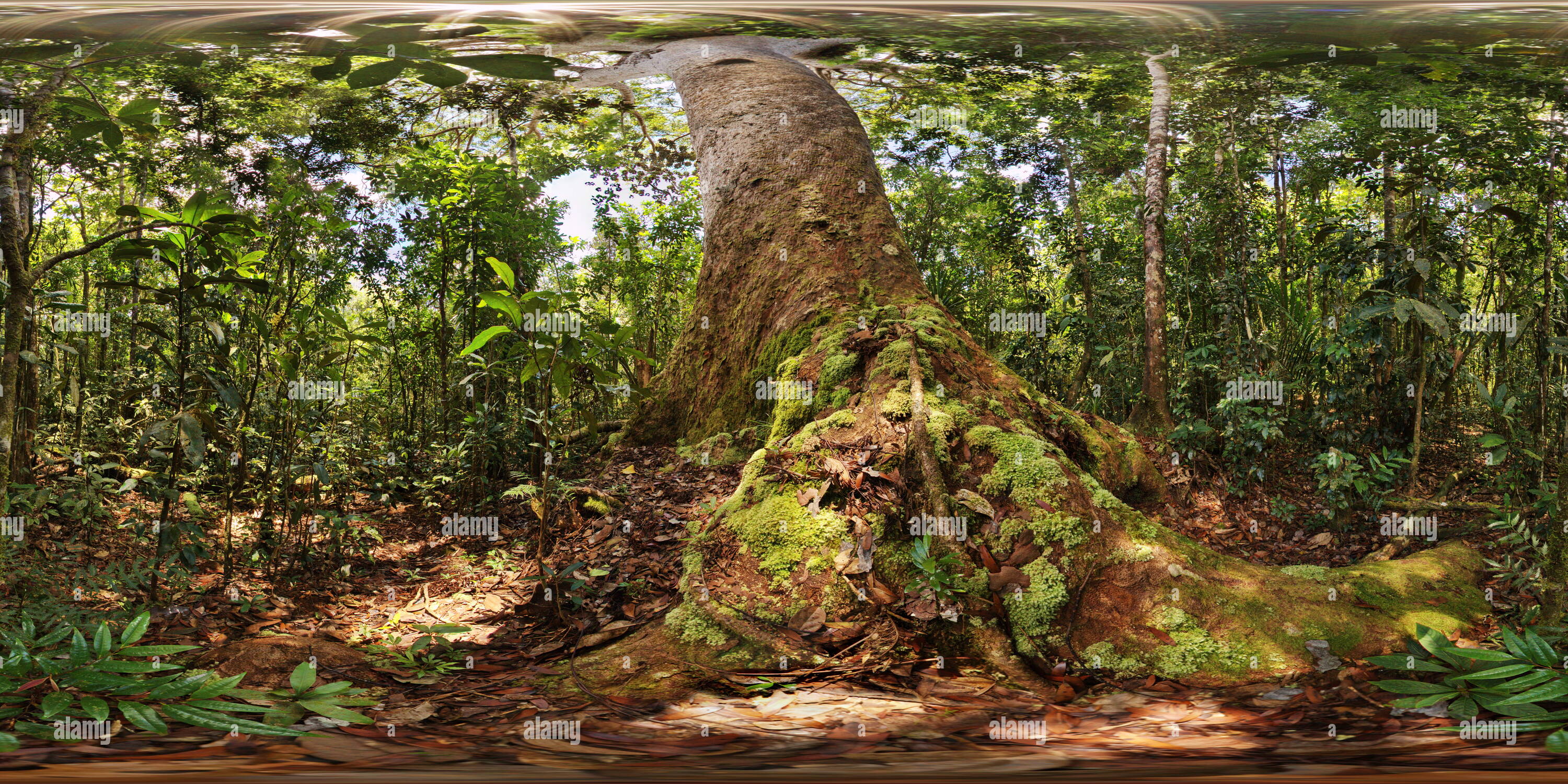 Visualizzazione panoramica a 360 gradi di Kaori gigante Nuova Caledonia