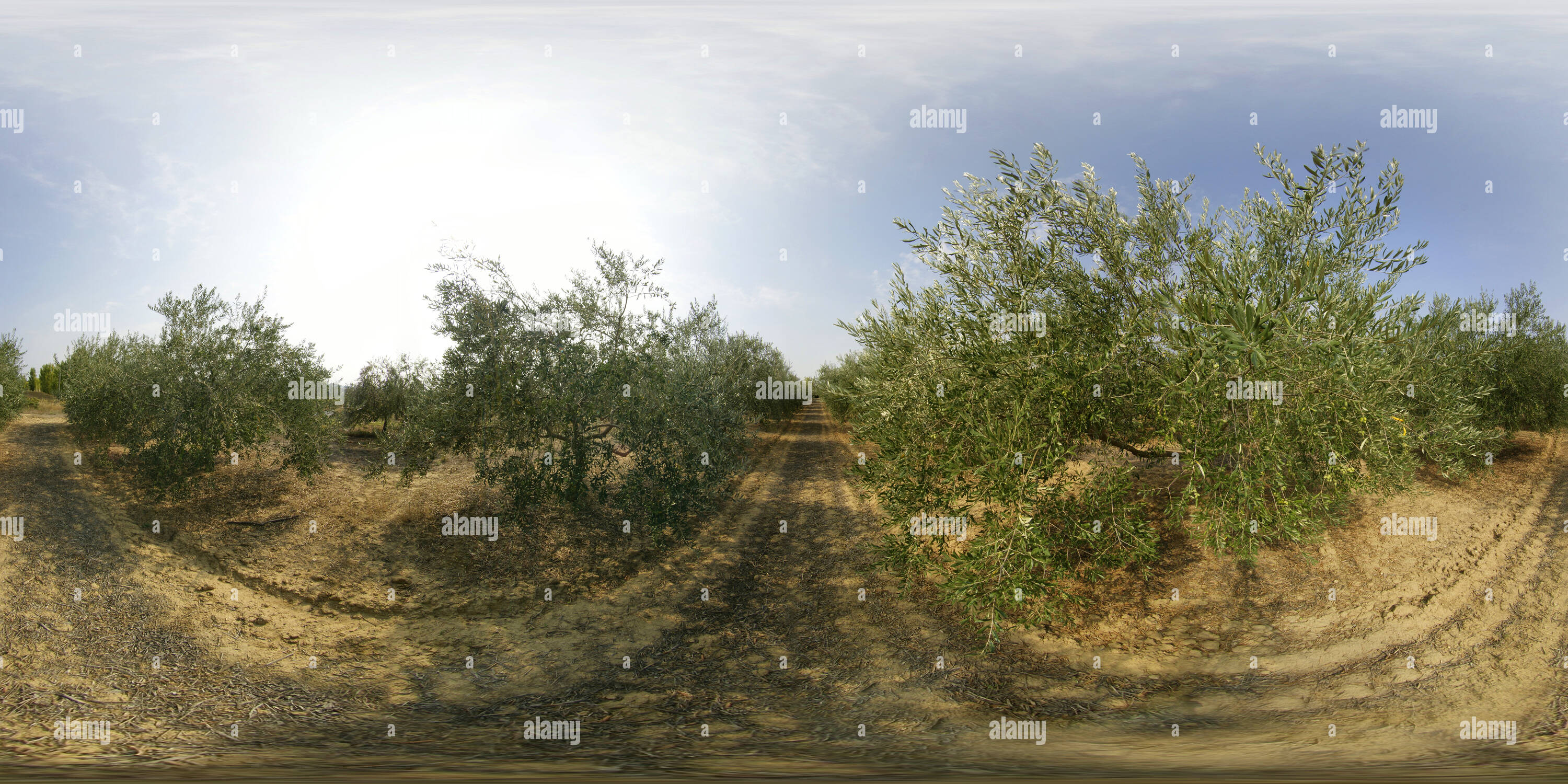 Visualizzazione panoramica a 360 gradi di Saint Genies, Languedoc, Olivetree's