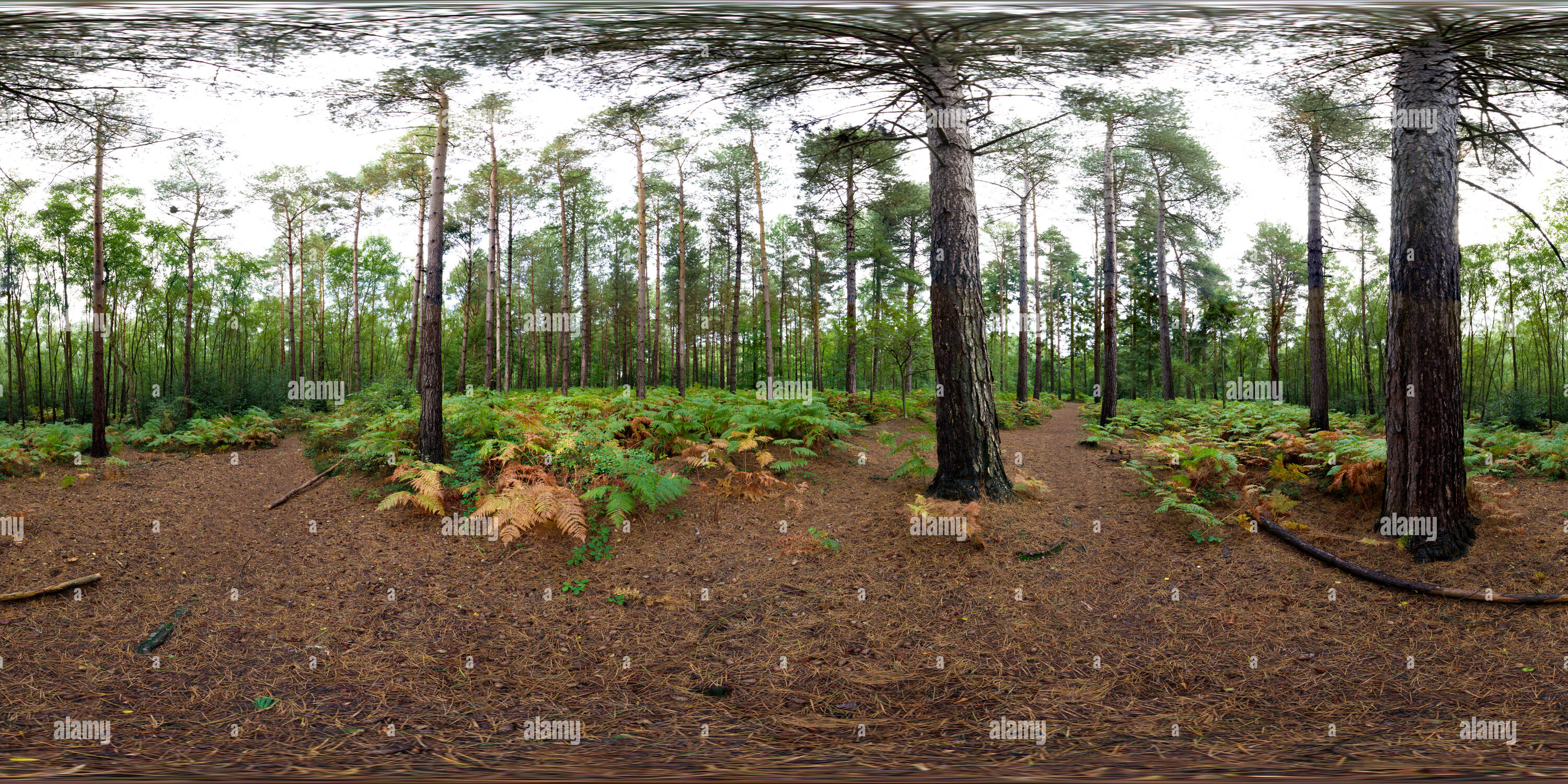 Visualizzazione panoramica a 360 gradi di Nero parco di pini e di felci