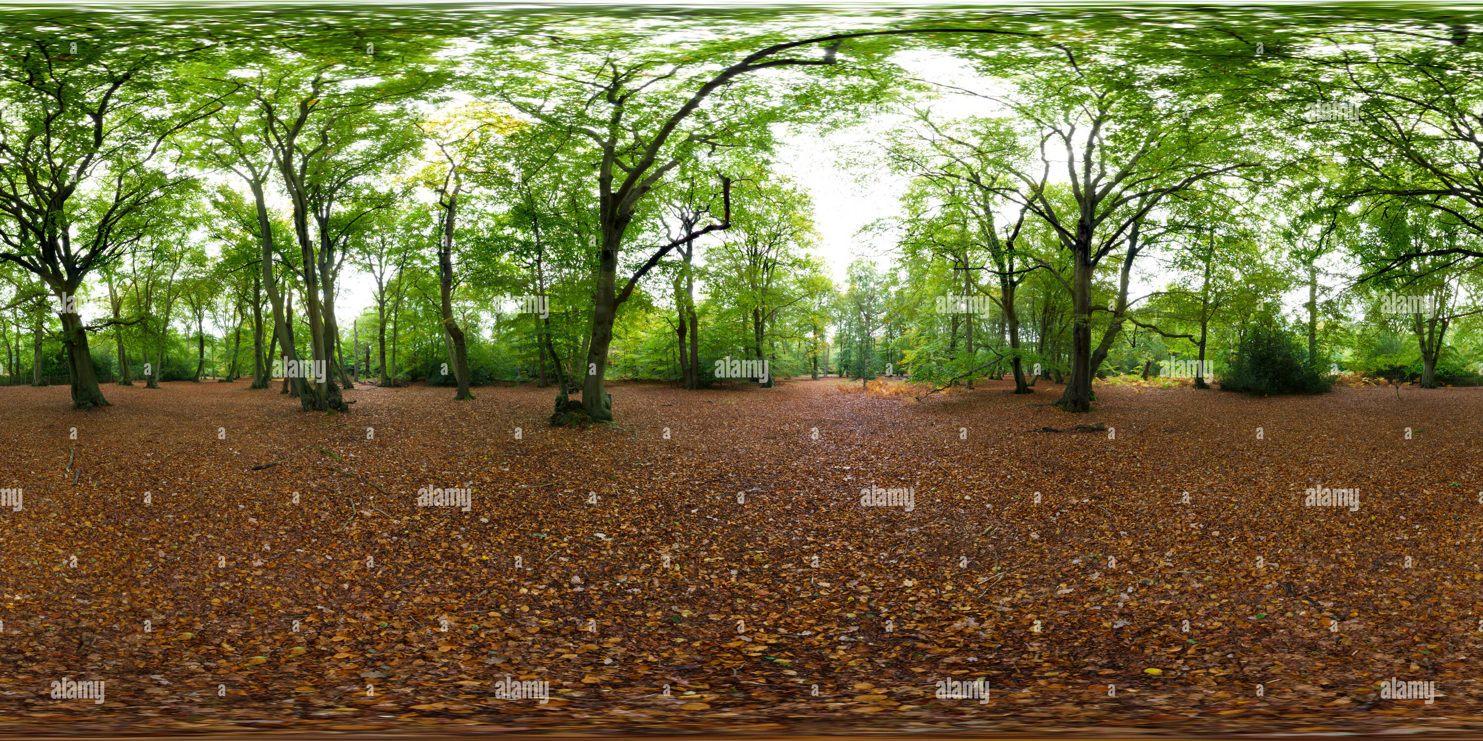 Visualizzazione panoramica a 360 gradi di Autunno a Burnham Beeches, Egitto, Inghilterra