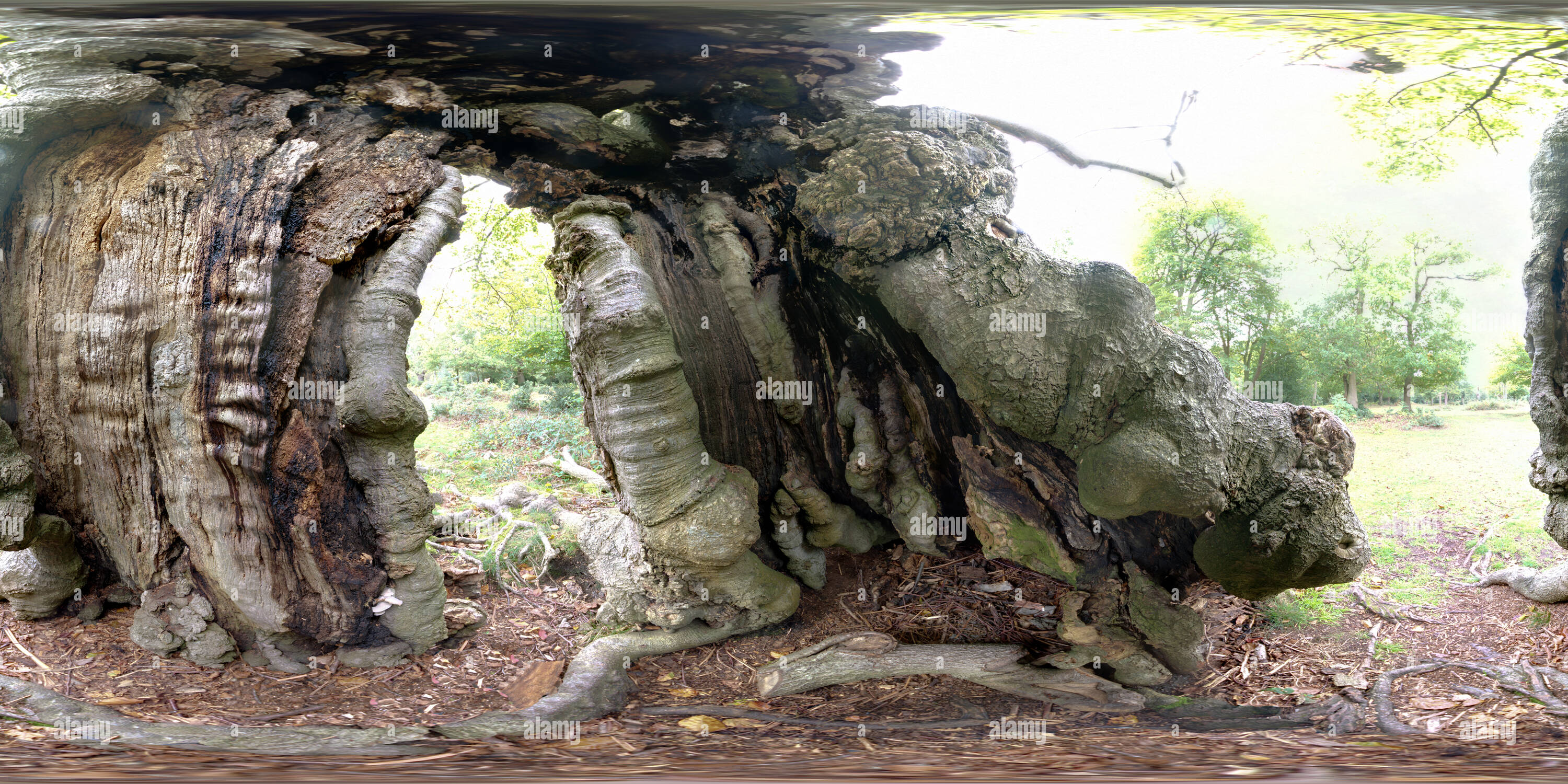 Visualizzazione panoramica a 360 gradi di All'interno di un albero, Burnham Beeches, Inghilterra