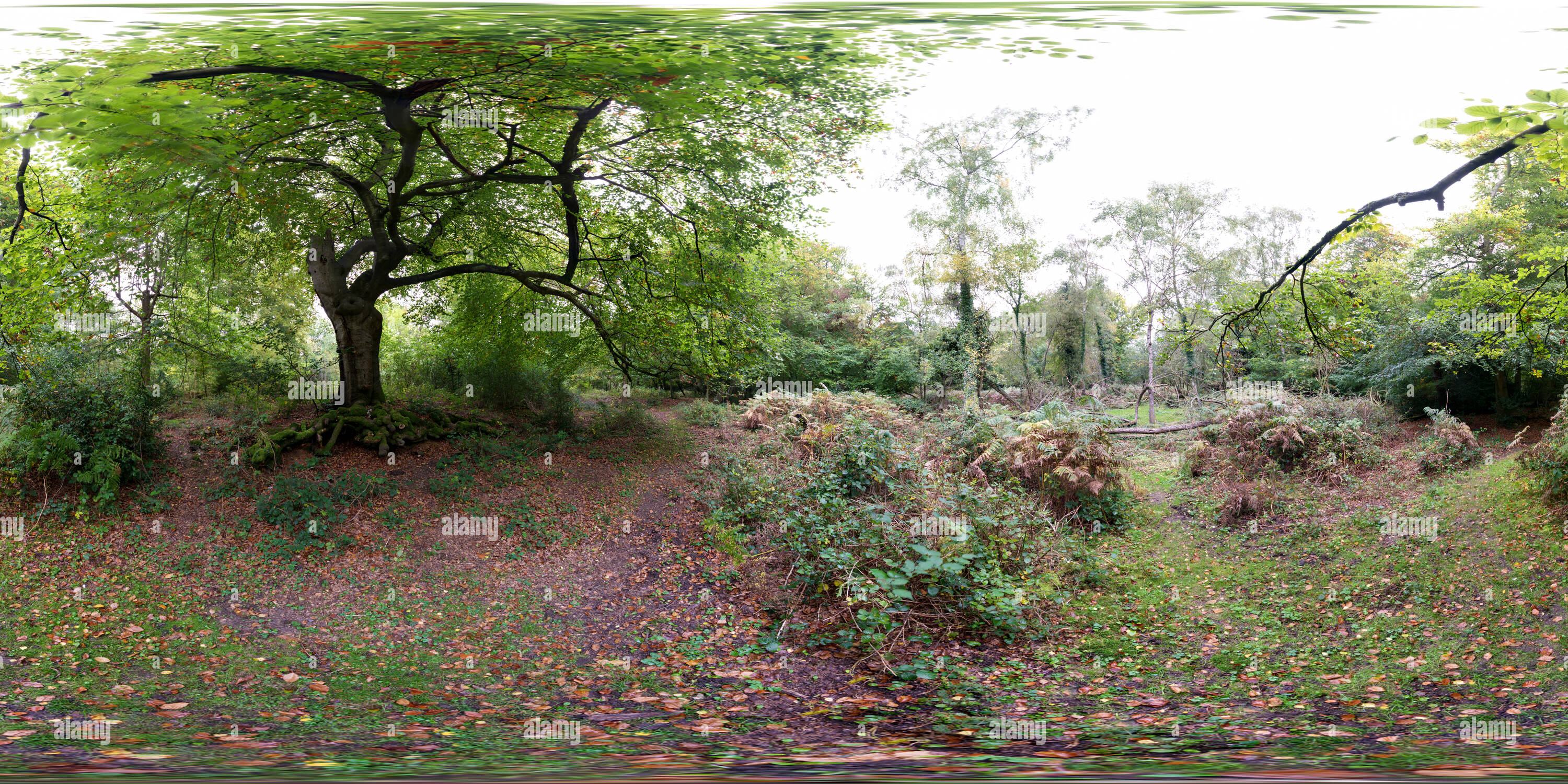 Visualizzazione panoramica a 360 gradi di Burnham Beeches