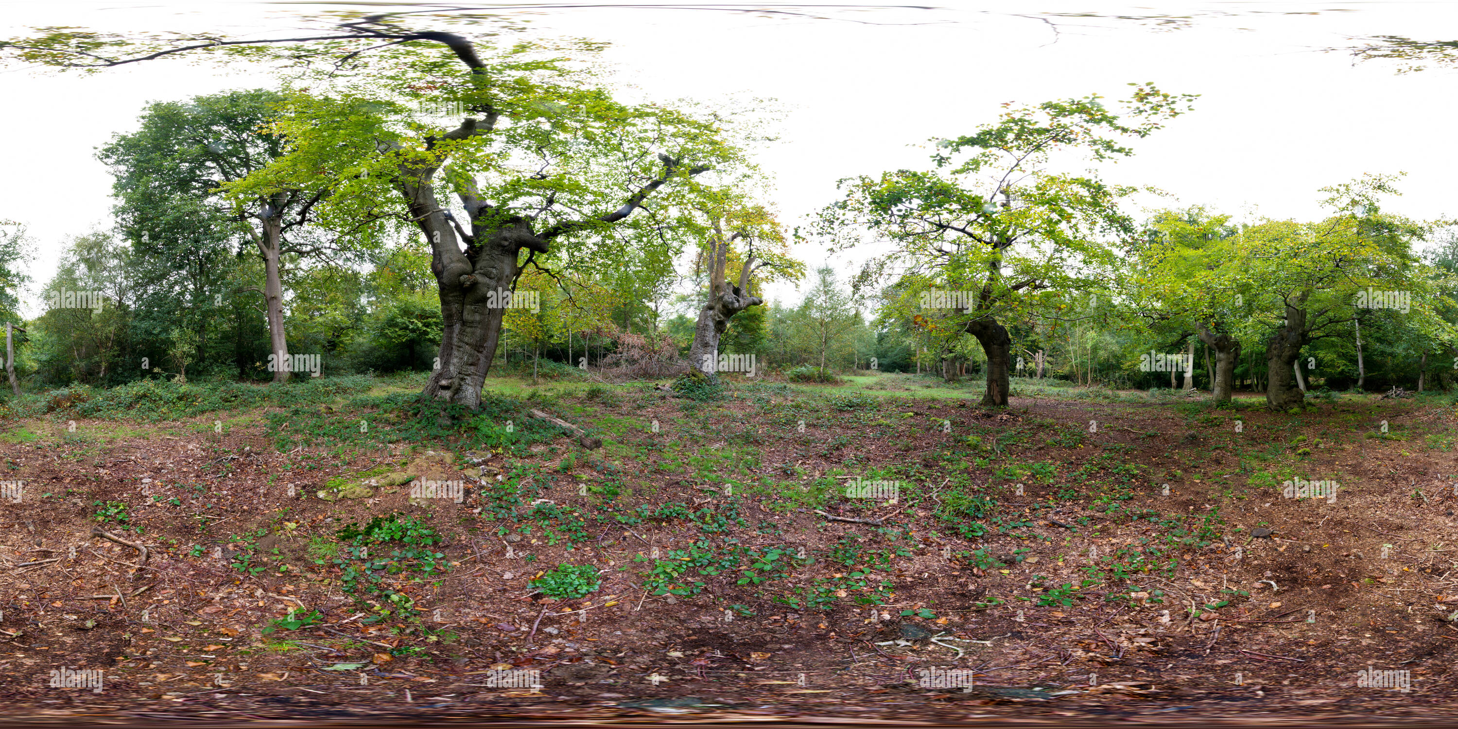 Visualizzazione panoramica a 360 gradi di Burnham Beeches alberi