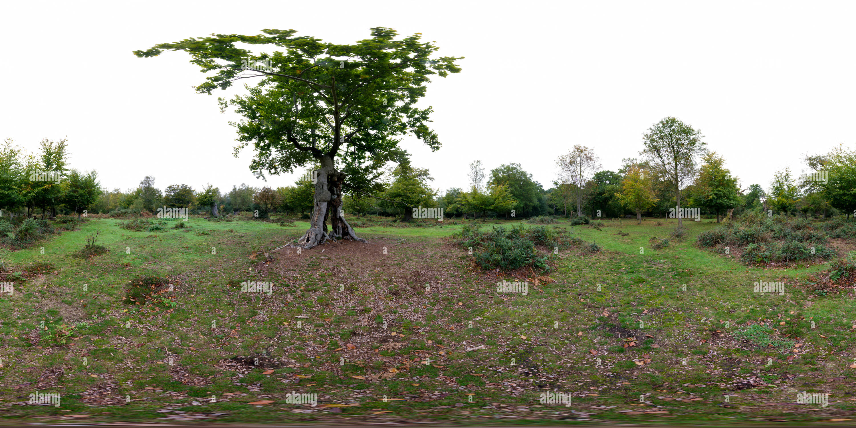 Visualizzazione panoramica a 360 gradi di Burnham Beeches albero cavo