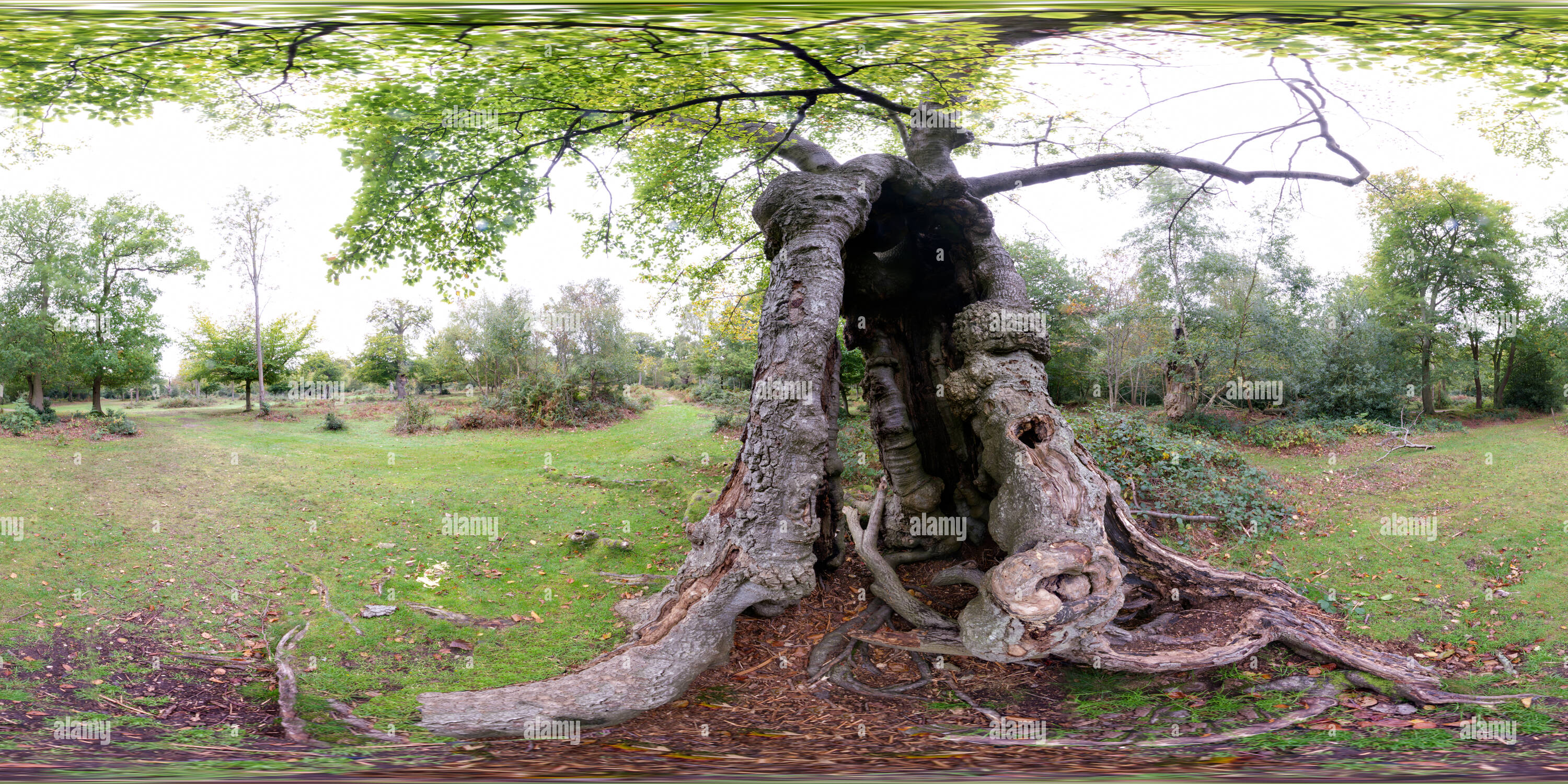 Visualizzazione panoramica a 360 gradi di Albero cavo a Burnham Beeches