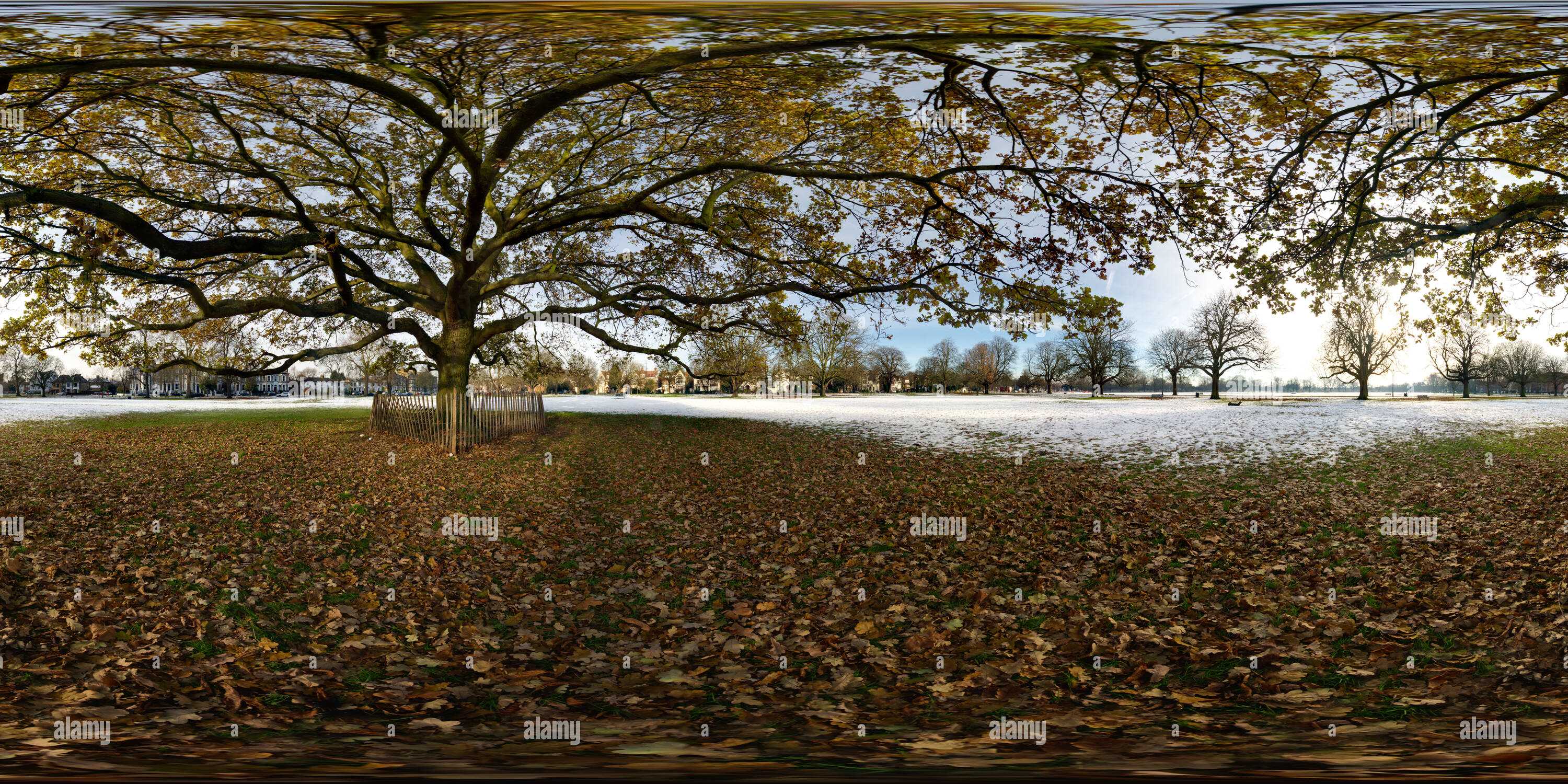 Visualizzazione panoramica a 360 gradi di Inglese quercia a Ealing Common