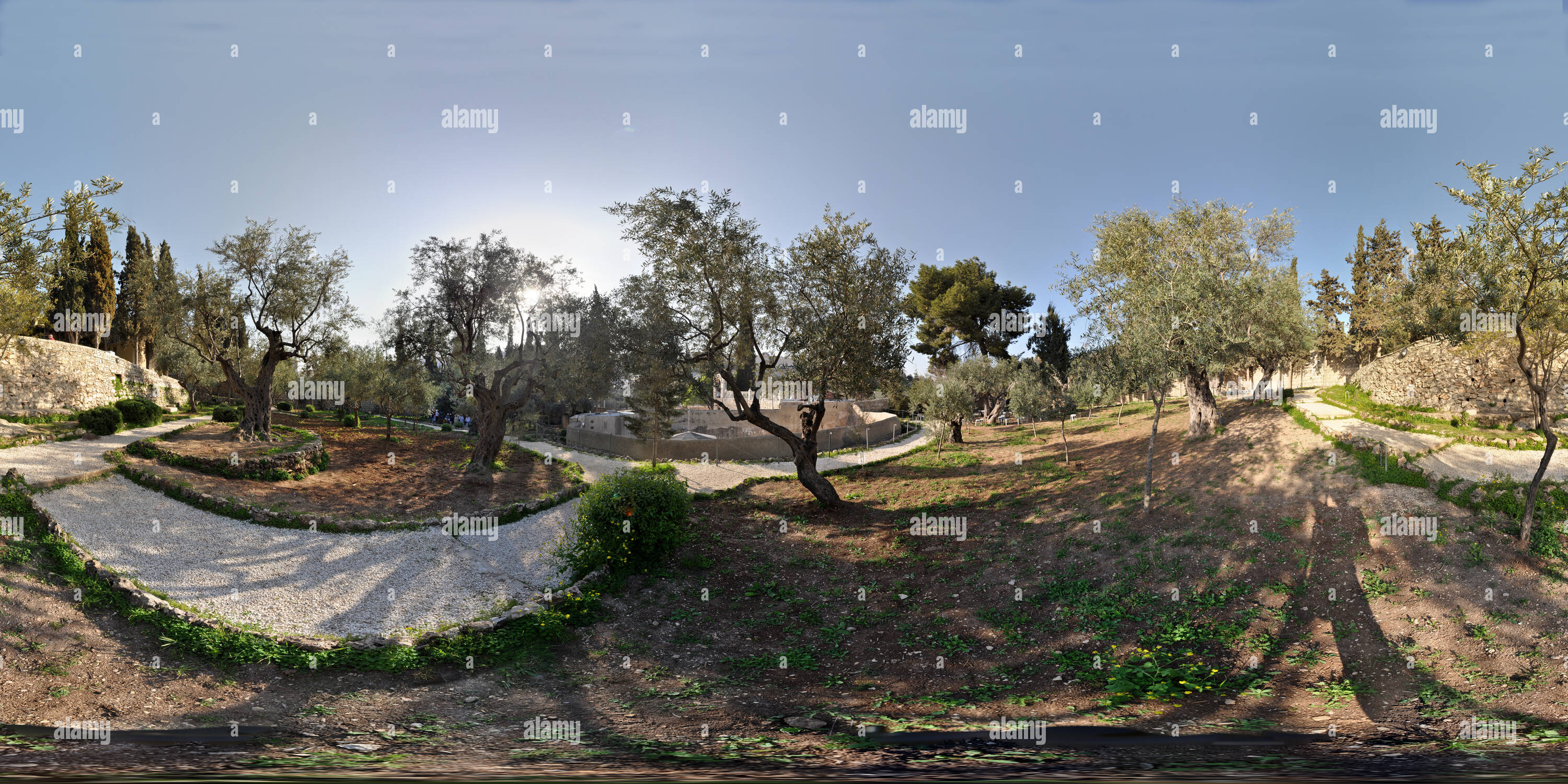 Visualizzazione panoramica a 360 gradi di Garten Gethzemanie, direkt neben der Kirche der Nationen " am Ölberg