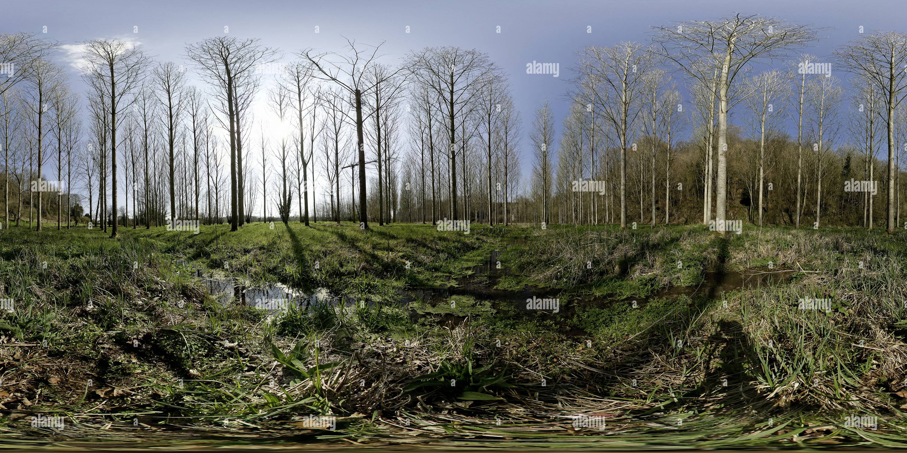 Visualizzazione panoramica a 360 gradi di Poplar Tree prati in inverno, Normandia, Francia