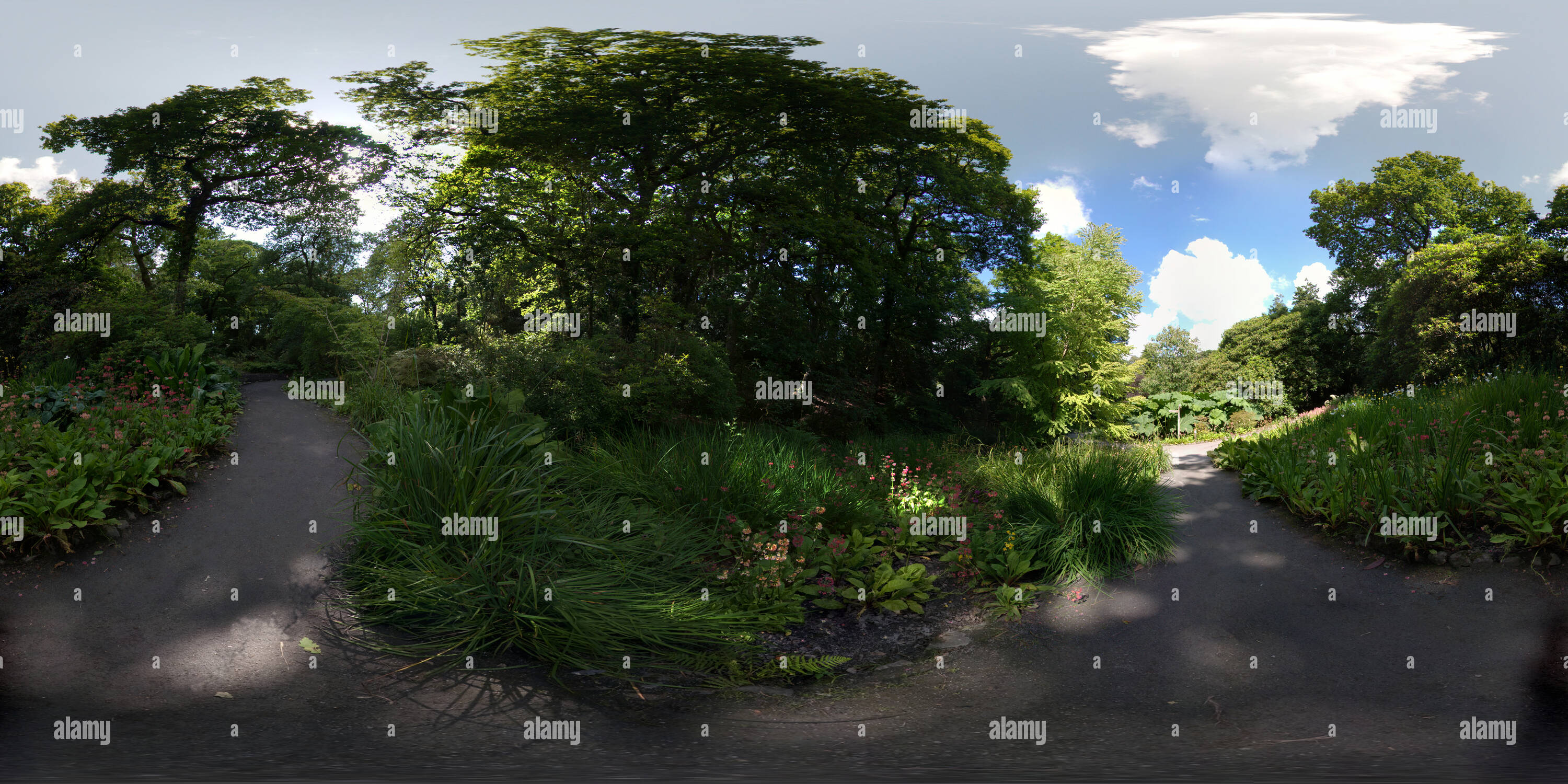 Visualizzazione panoramica a 360 gradi di Giardini Clyne Gunnera manicata