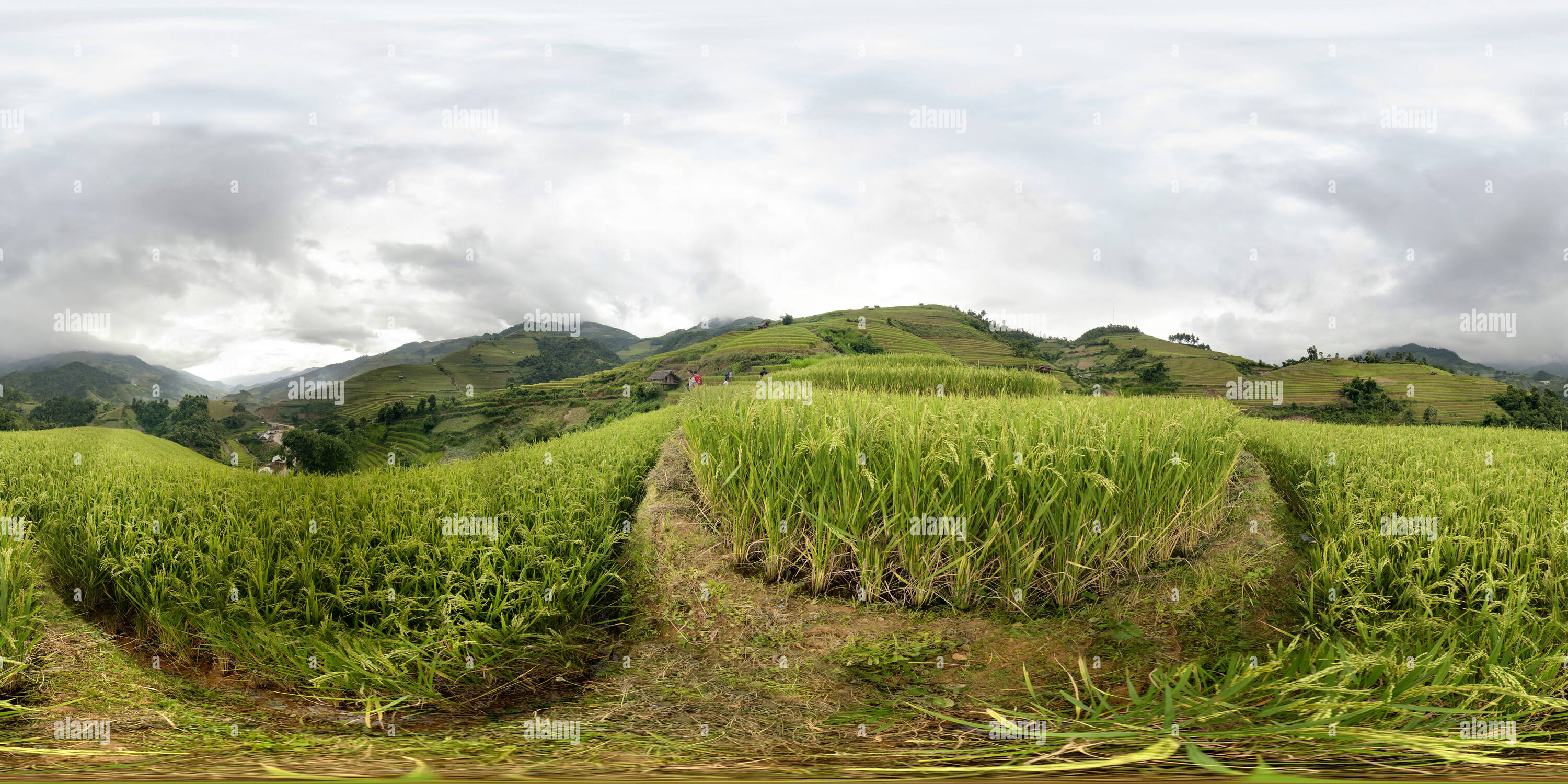 Visualizzazione panoramica a 360 gradi di Campi terrazzati in La padella Tan village, Mu Cang Chai