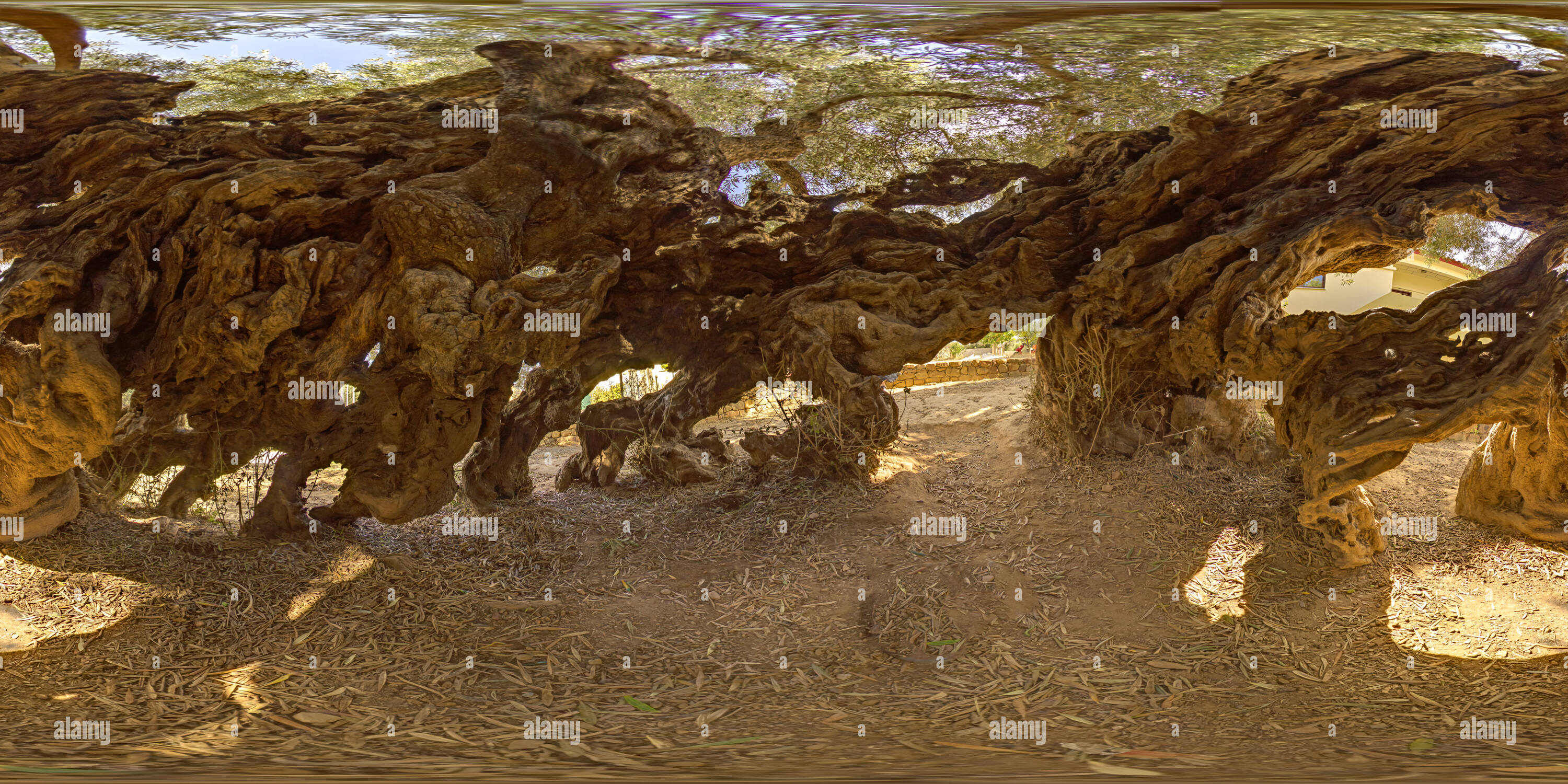 Ulivo Piu Antico Al Mondo Ulivo più antico del mondo immagini e fotografie stock ad alta