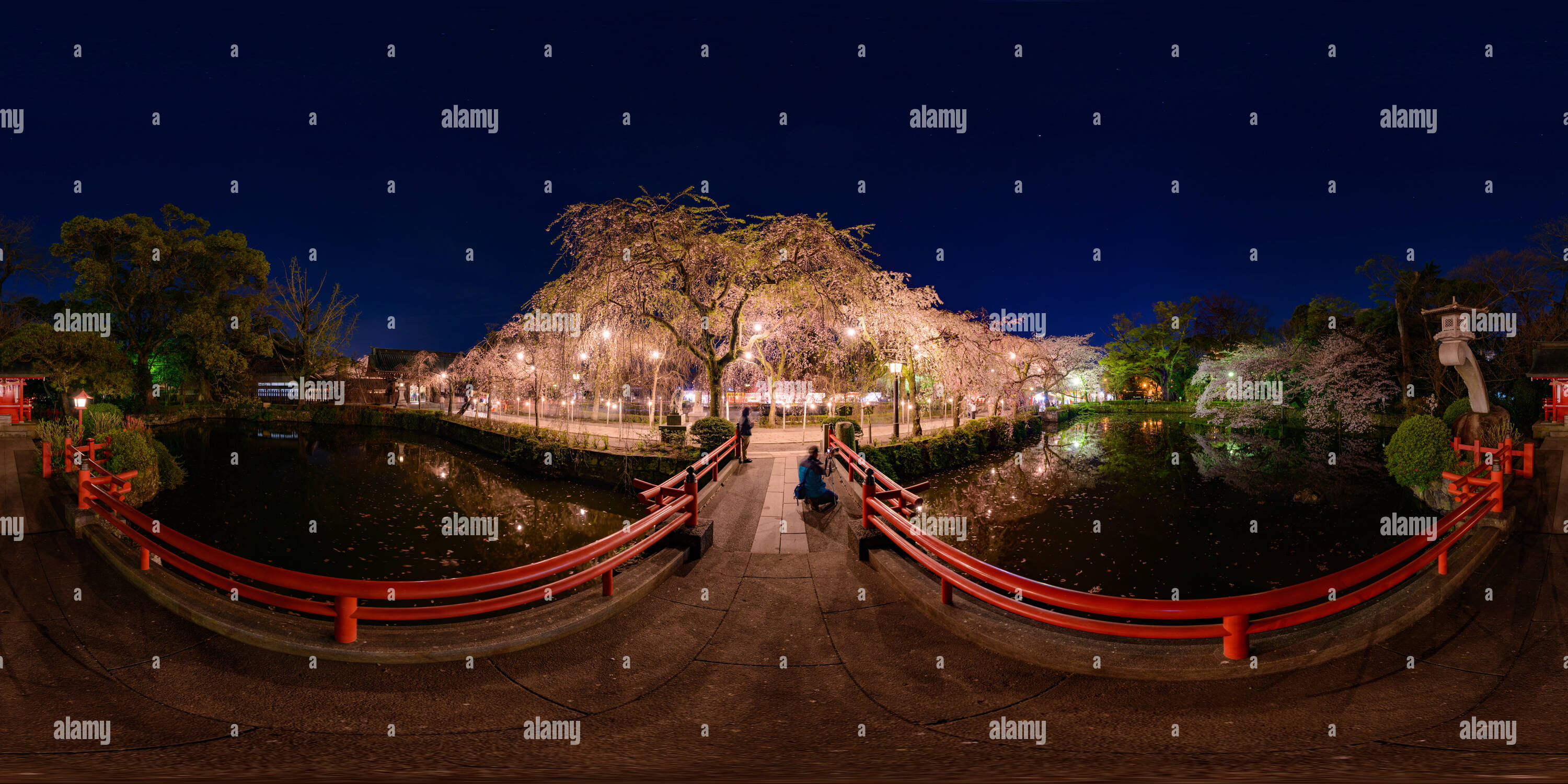 Visualizzazione panoramica a 360 gradi di Sakura nella notte in Mishima-taisha 3