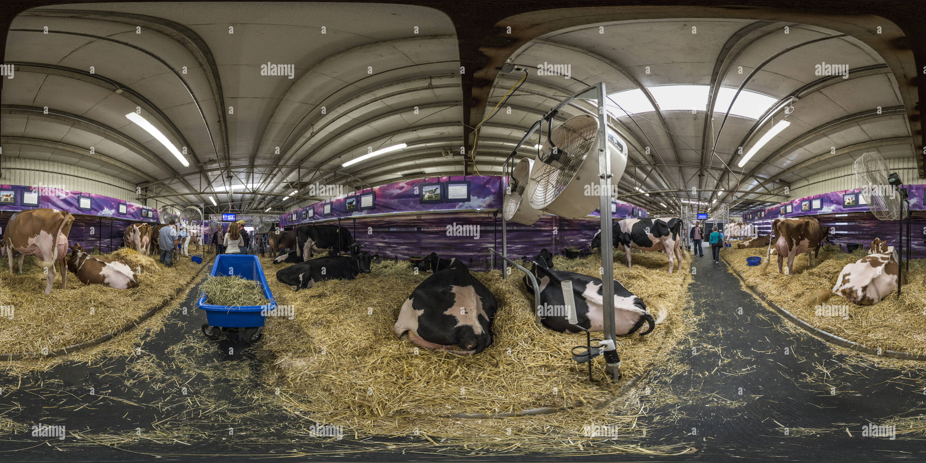 Visualizzazione panoramica a 360 gradi di All'interno di fienili al World Dairy Expo 2013