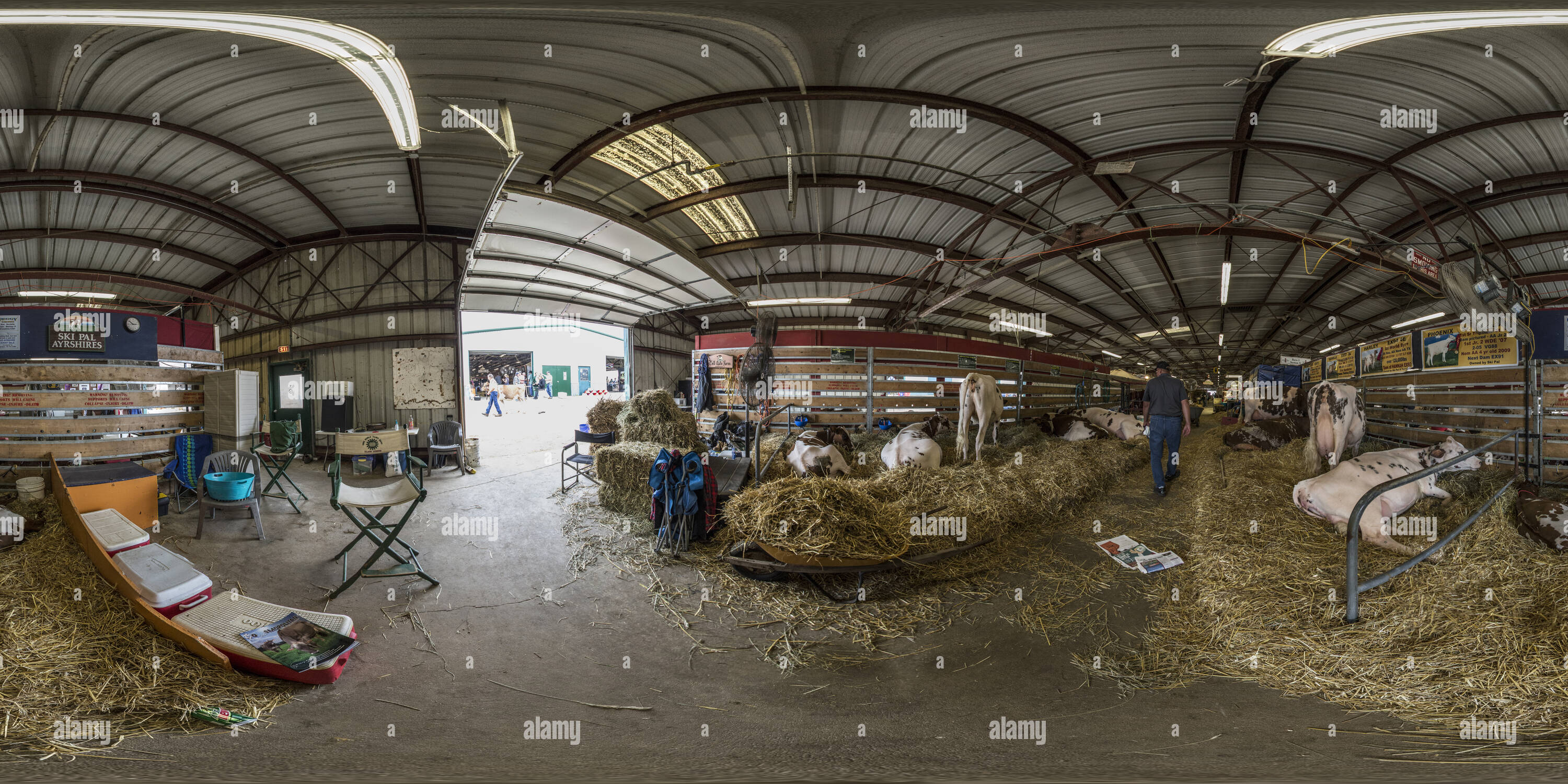 Visualizzazione panoramica a 360 gradi di Nelle stalle al World Dairy Expo 2013