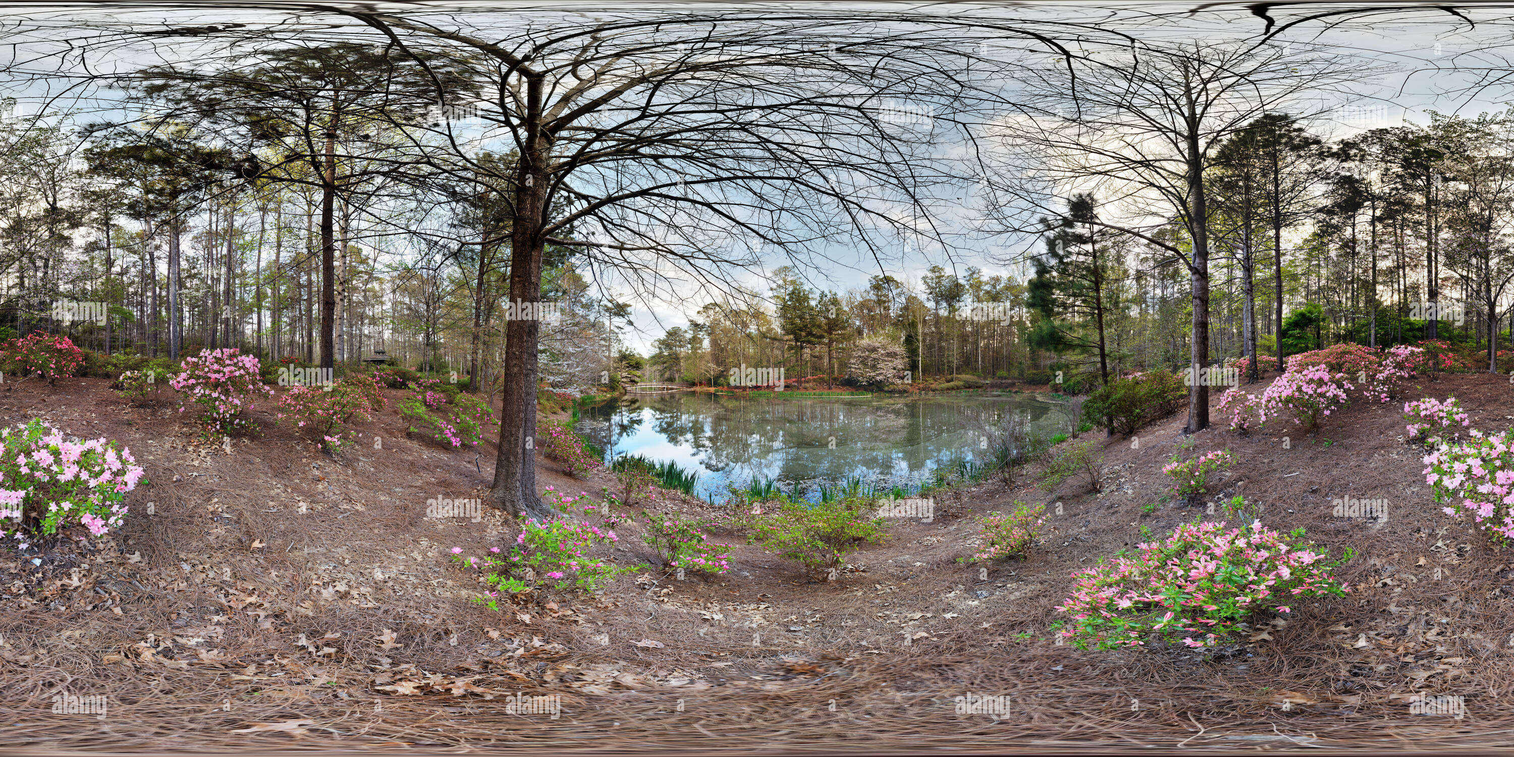 Visualizzazione panoramica a 360 gradi di Azalea ciotola, Callaway Gardens, GEORGIA, STATI UNITI D'AMERICA