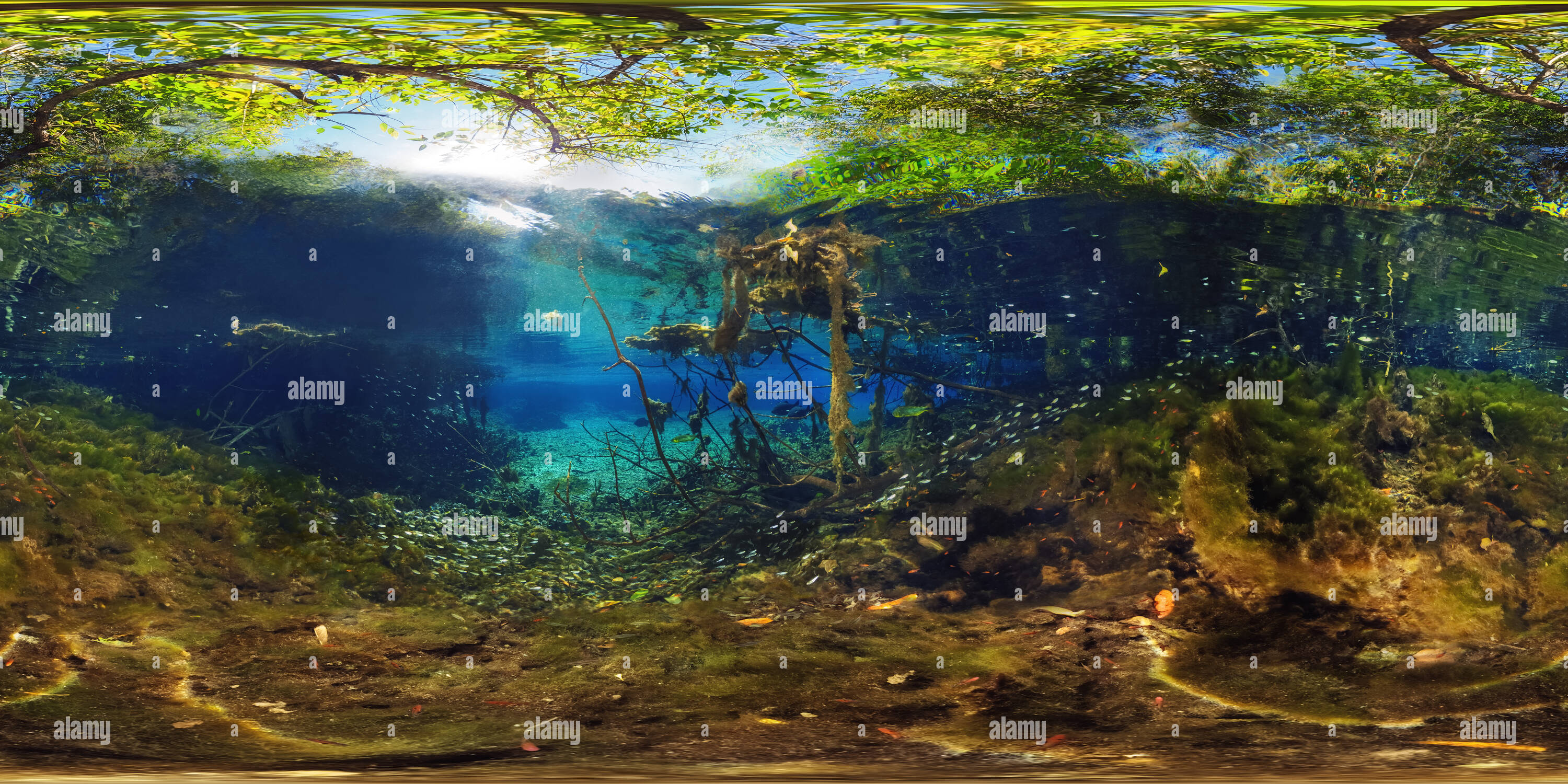 Visualizzazione panoramica a 360 gradi di Olho Dagua Creek vivaio di pesce