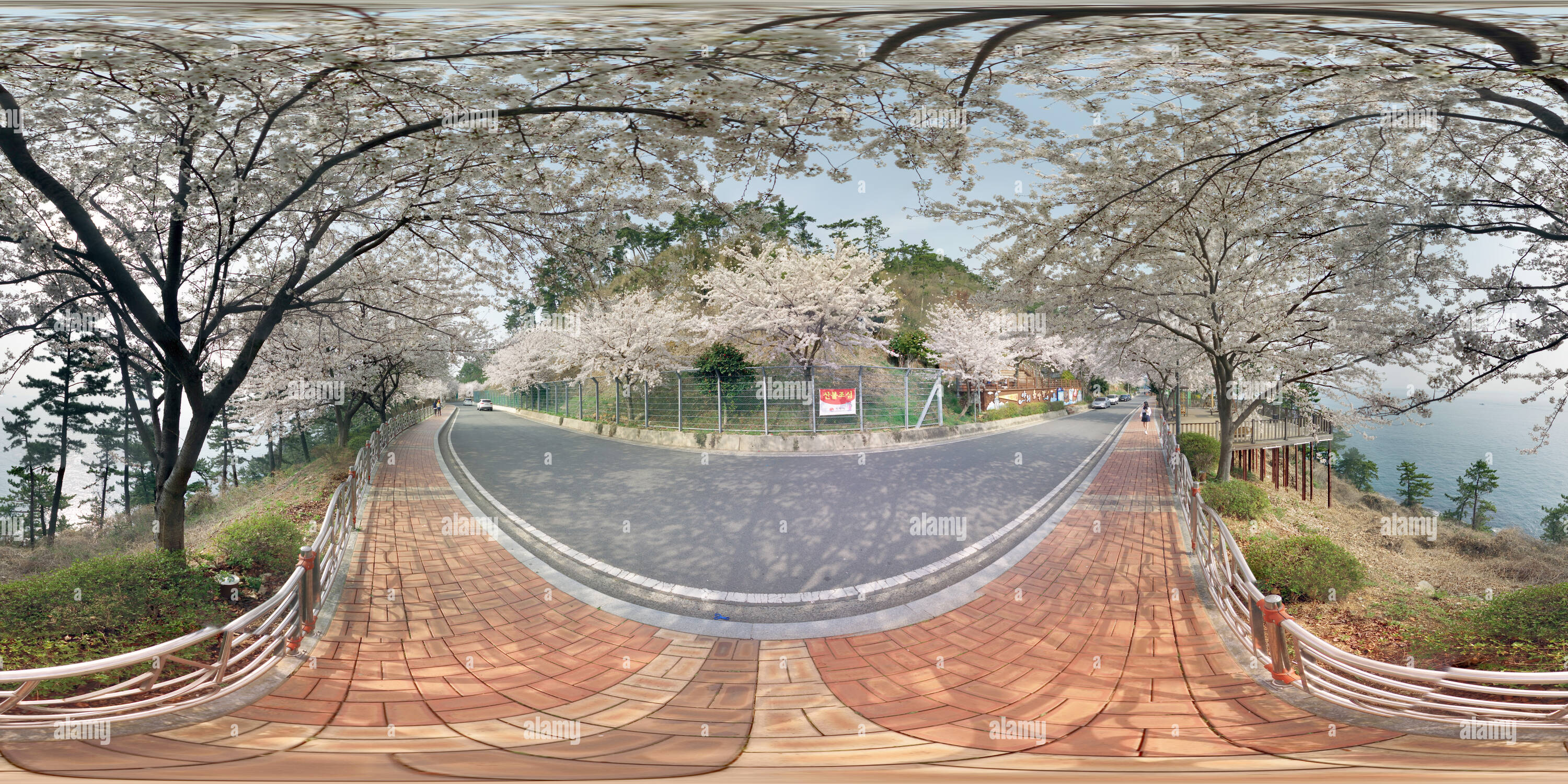 Visualizzazione panoramica a 360 gradi di Andare cherry blossom la visualizzazione di 1