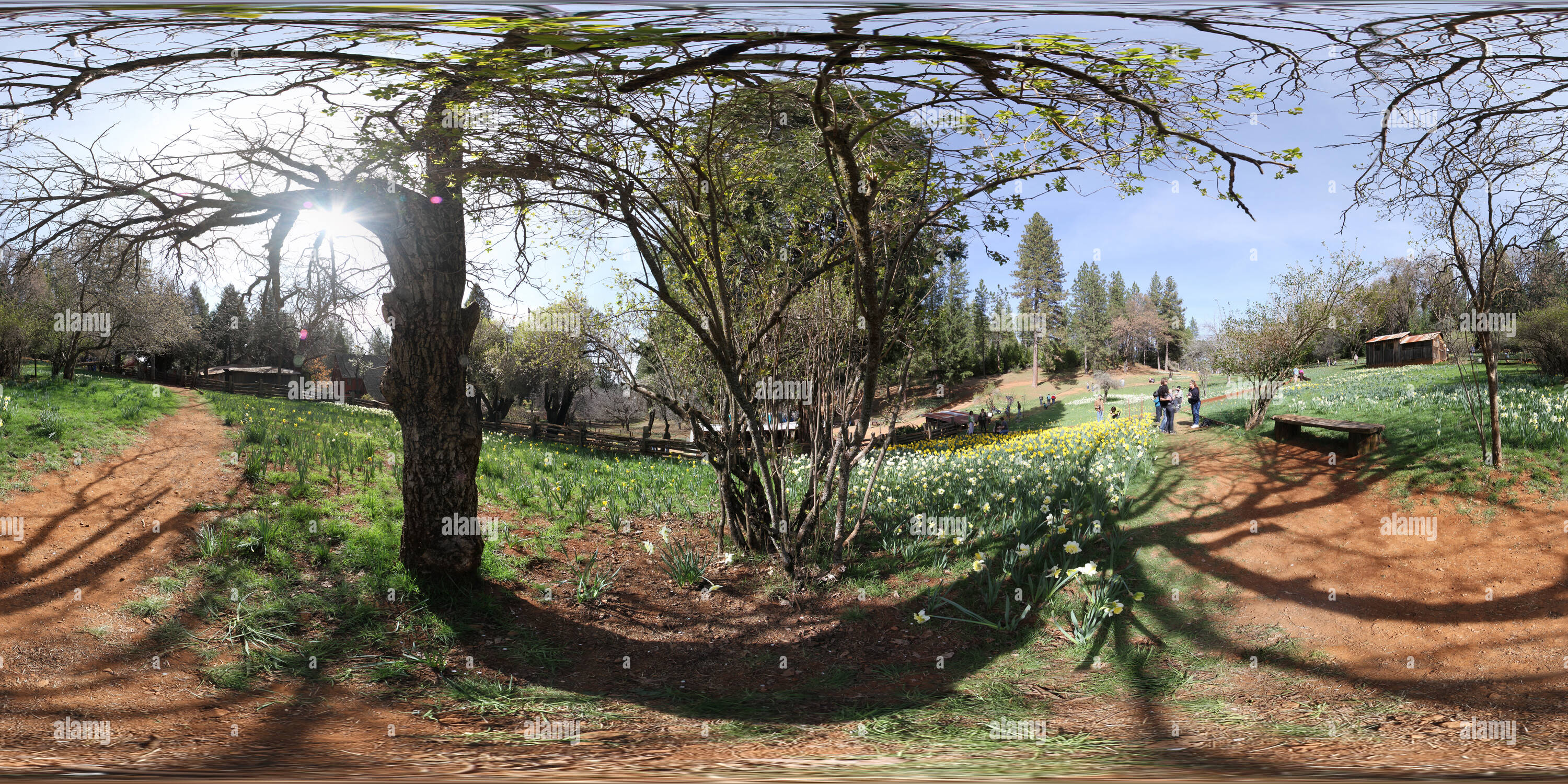 Visualizzazione panoramica a 360 gradi di Daffodil Hill