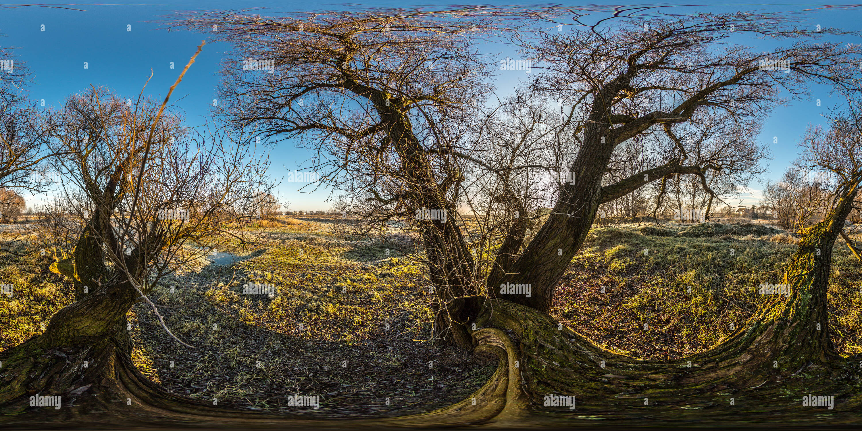 Visualizzazione panoramica a 360 gradi di Der Baum