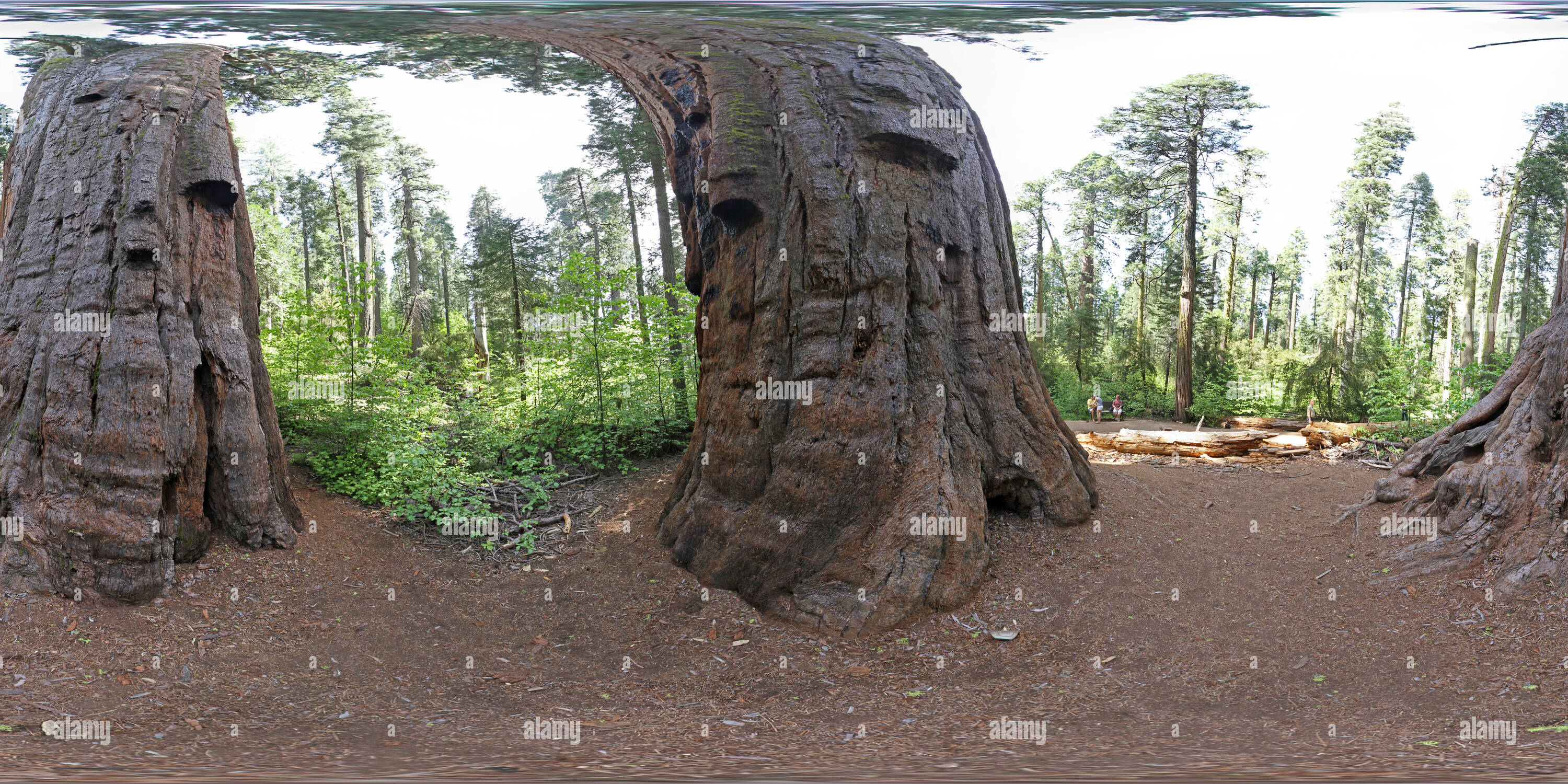 Visualizzazione panoramica a 360 gradi di Calaveras grande albero del parco statale