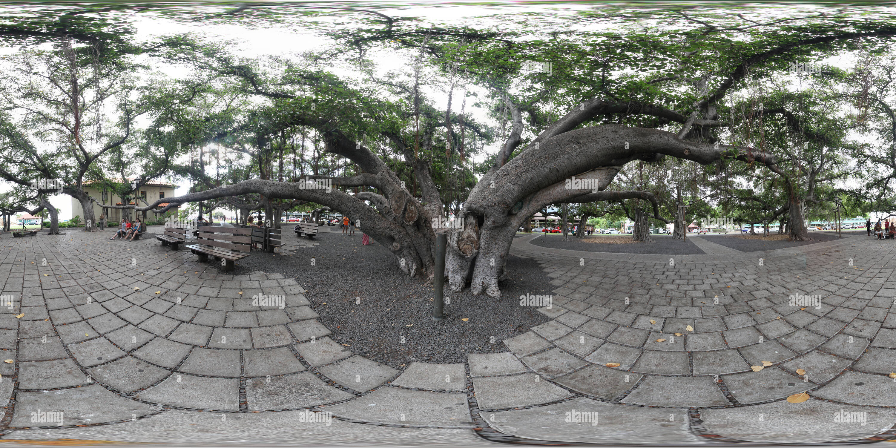 Visualizzazione panoramica a 360 gradi di Banyan Tree Maui