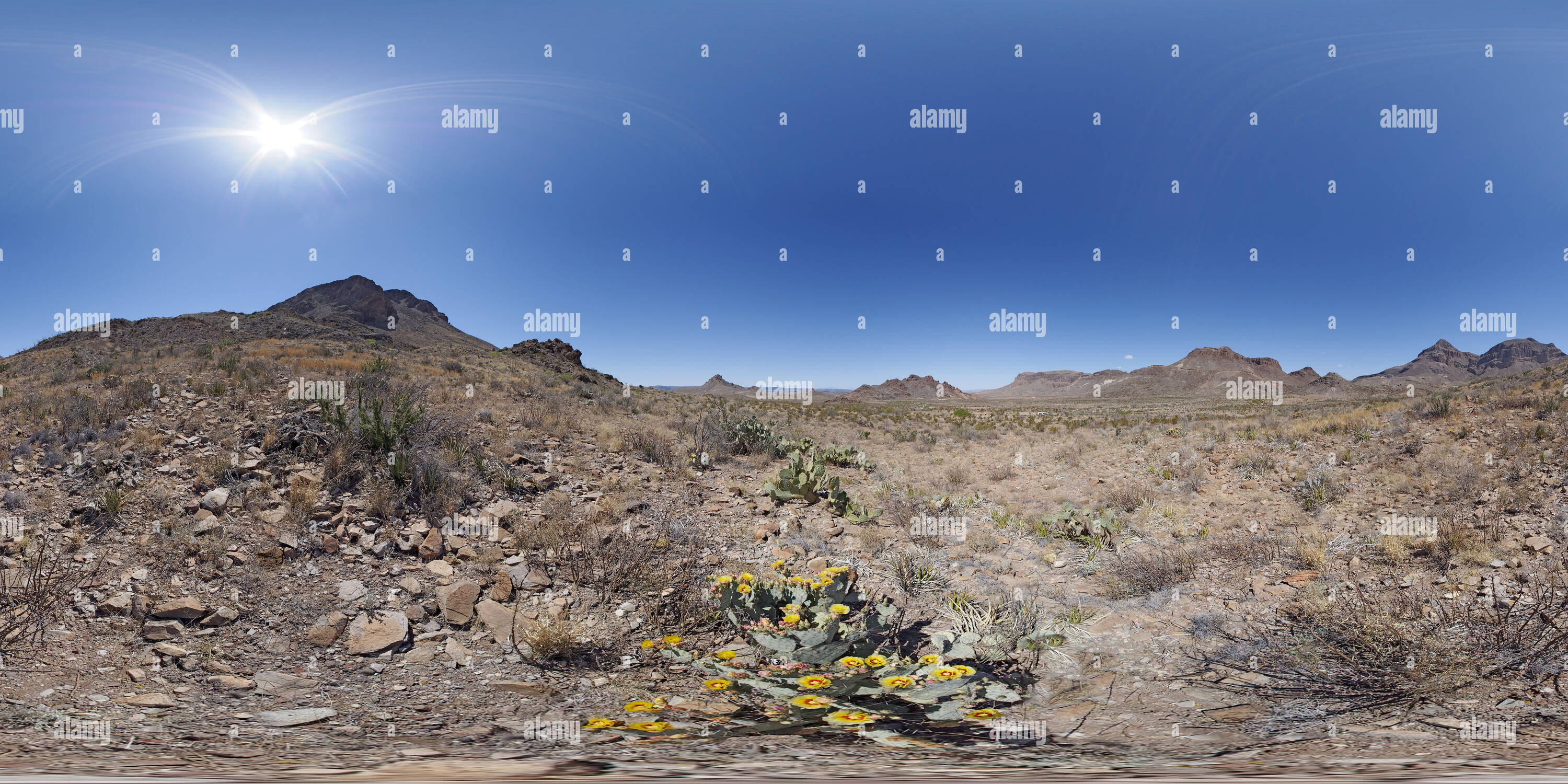 Visualizzazione panoramica a 360 gradi di Giallo ficodindia cactus fiori su Ross Maxwell Drive