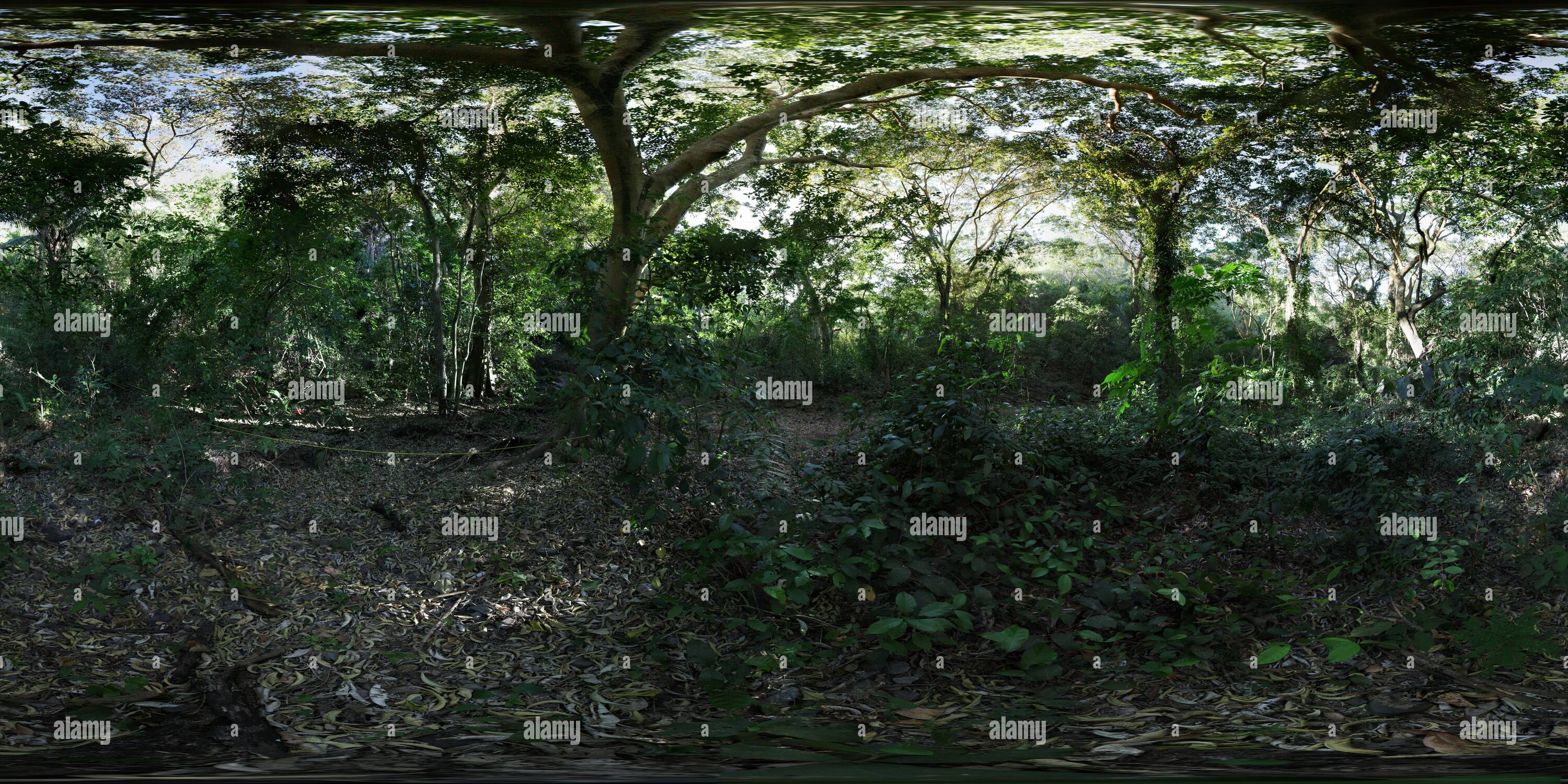 Visualizzazione panoramica a 360 gradi di Selva mediana subperennifolia