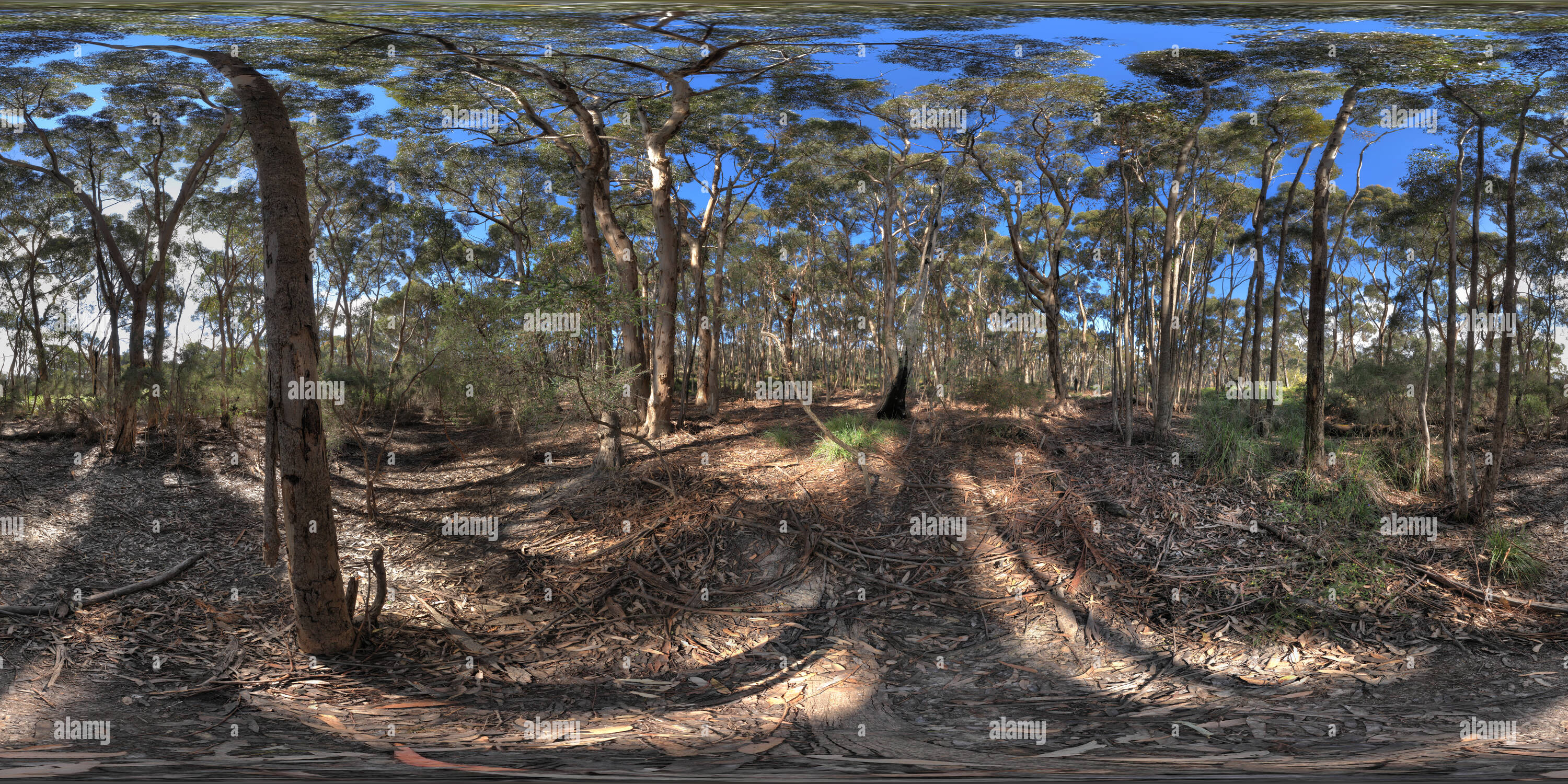 Visualizzazione panoramica a 360 gradi di Lo zucchero della foresta di gomma su Kangaroo Island