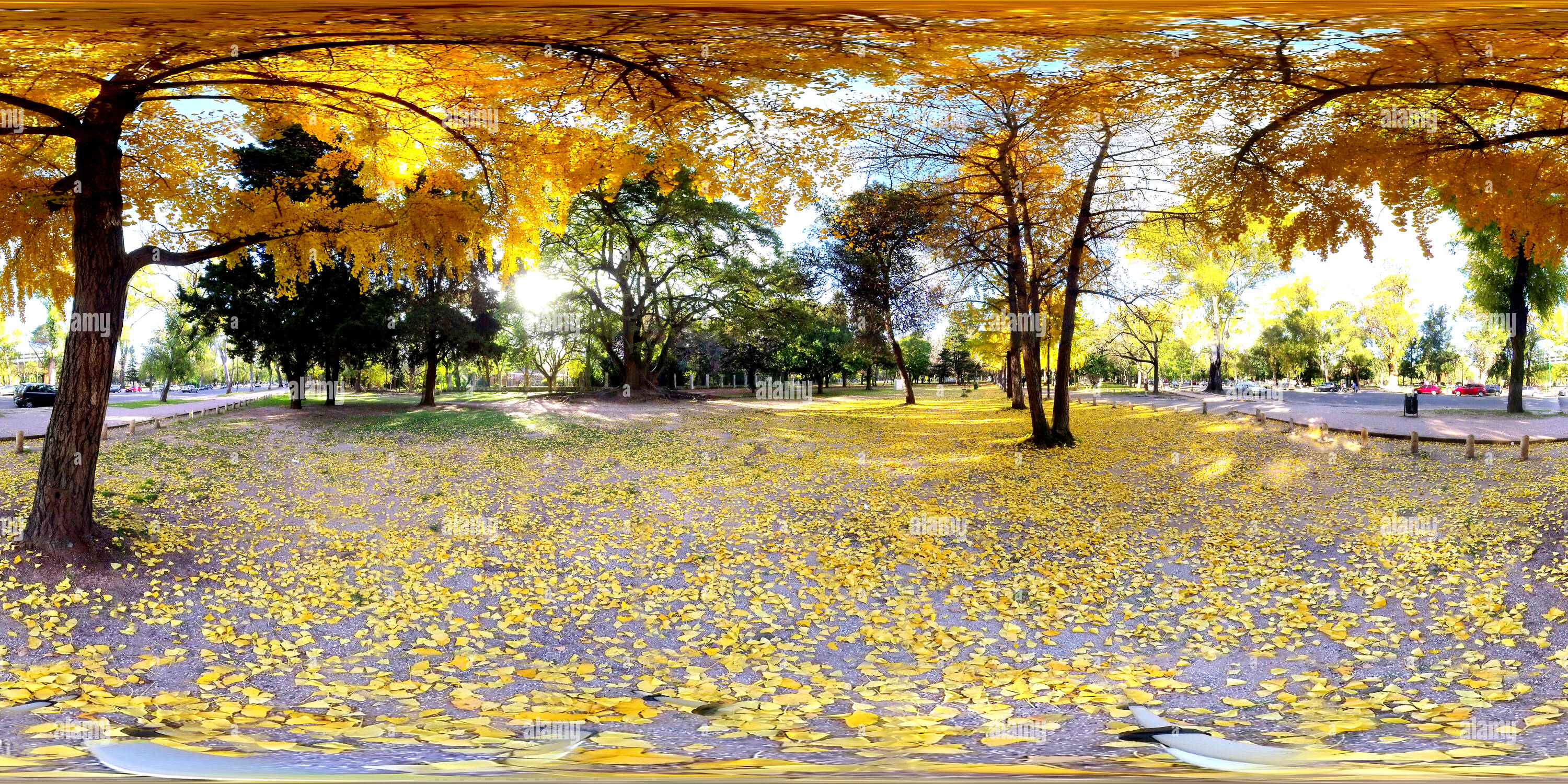 Visualizzazione panoramica a 360 gradi di Il ginkgo biloba 2