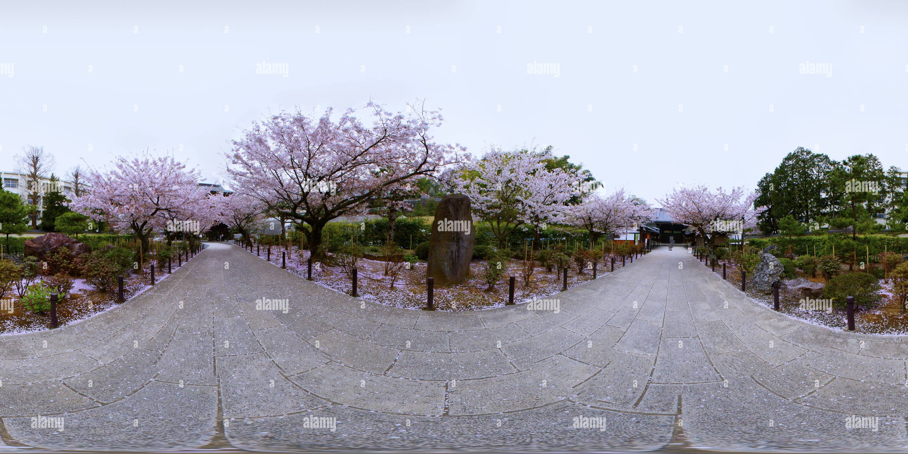 Visualizzazione panoramica a 360 gradi di Sakura - Kenchoji
