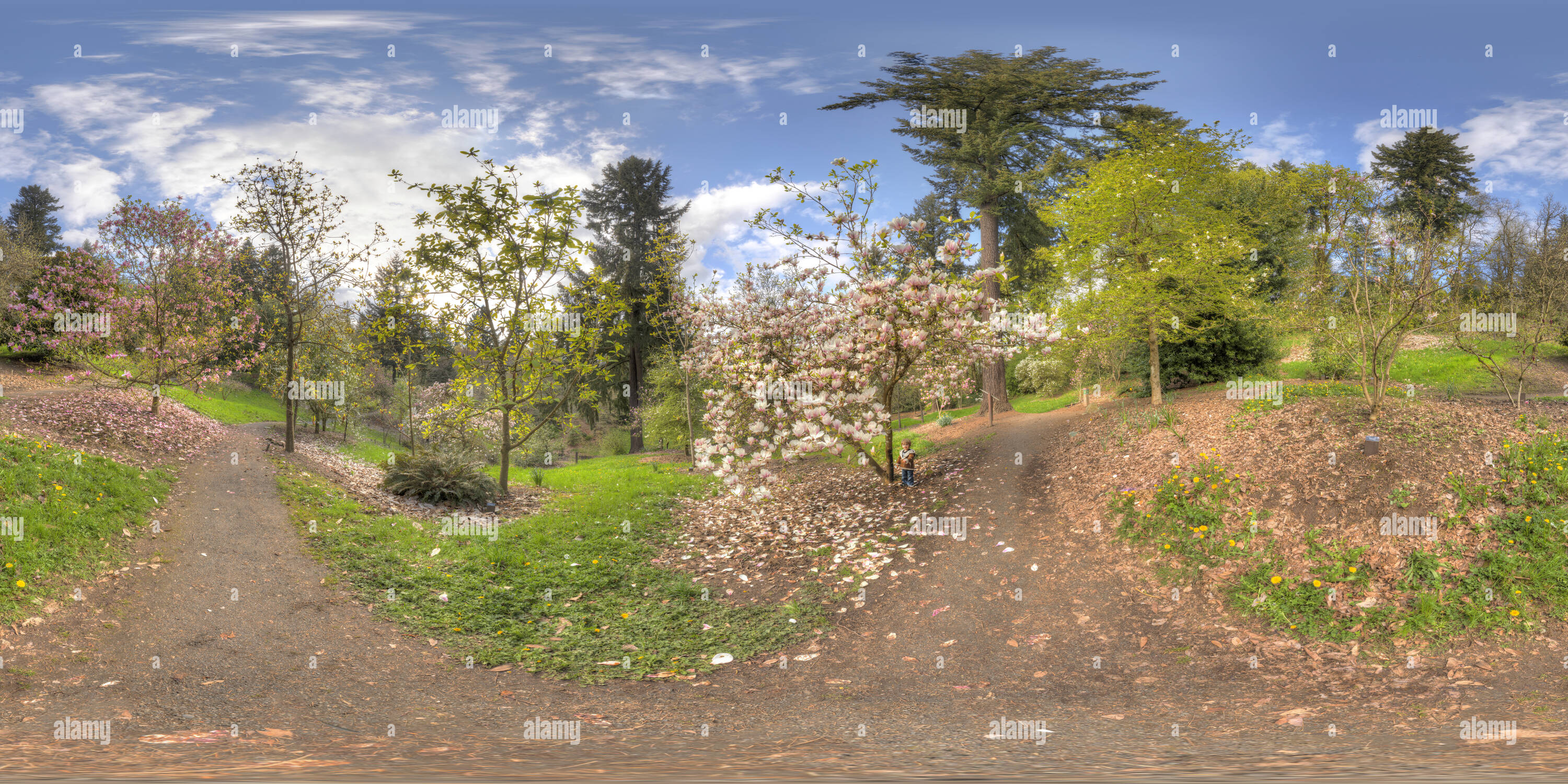 Visualizzazione panoramica a 360 gradi di Magnolia Grove al Hoyt arboreto, Portland Oregon 2013