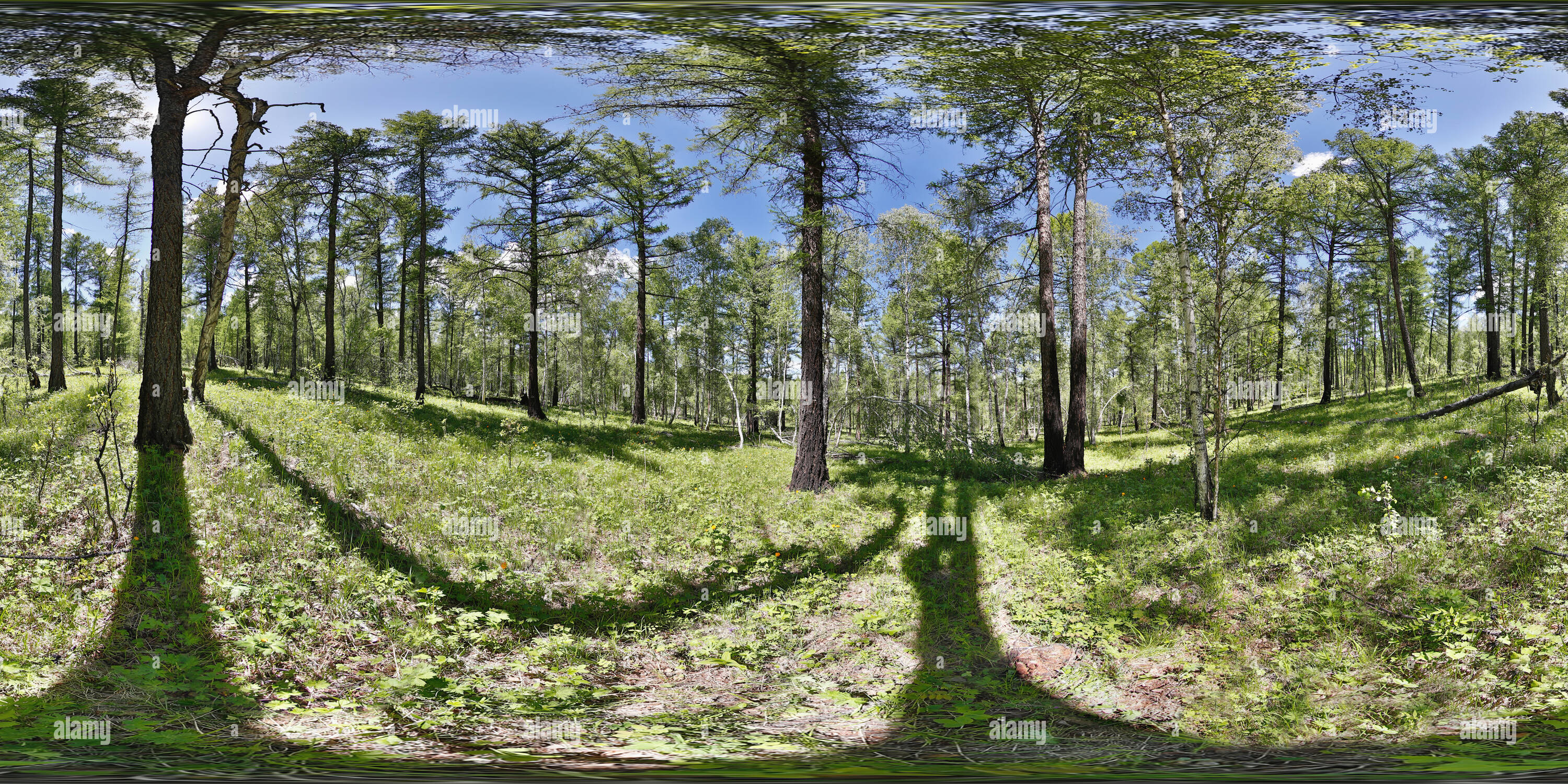 Visualizzazione panoramica a 360 gradi di La betulla, larice mix nella foresta Bugat Soum, Bulgan, Mongolia