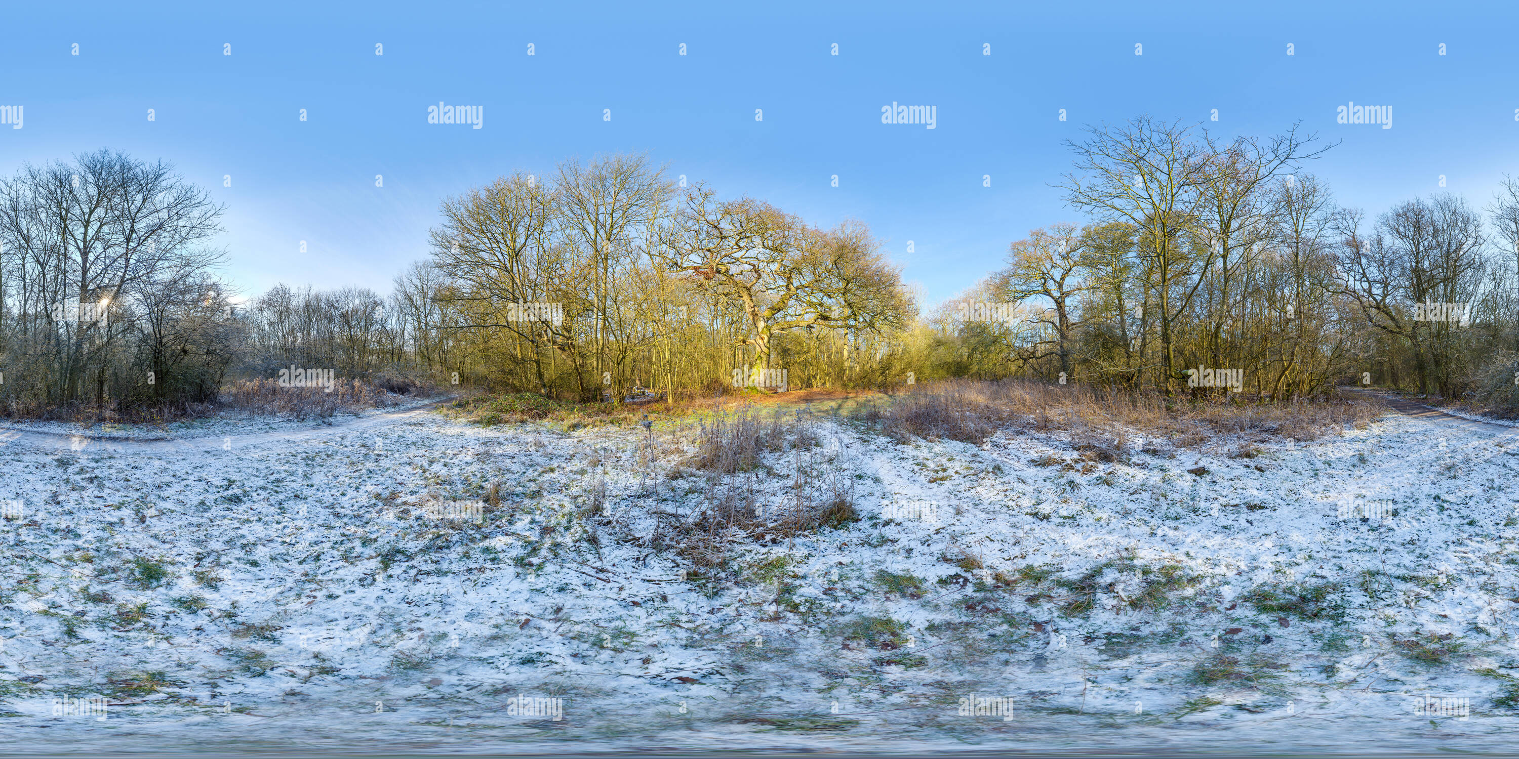 Visualizzazione panoramica a 360 gradi di Sole riflessa da un ceduo di alberi circondato da una neve di massa rivestito in un bosco su una giornata invernale