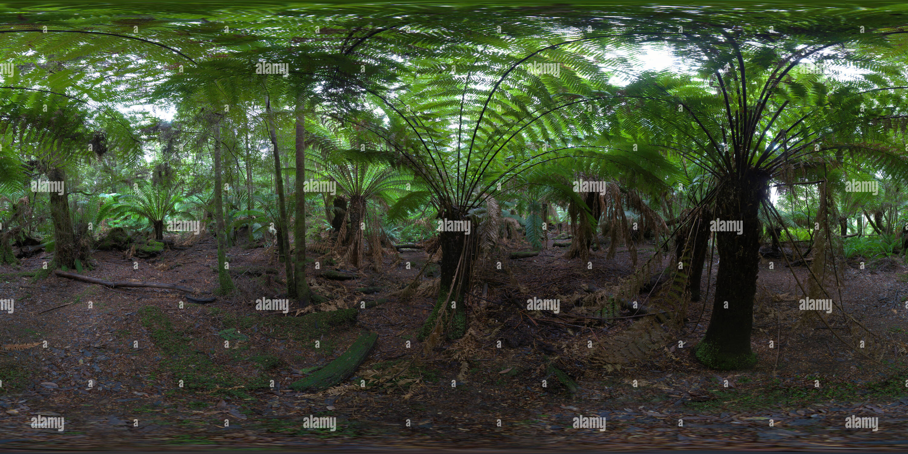 Visualizzazione panoramica a 360 gradi di Huon Pine a piedi in Sud Tasmania