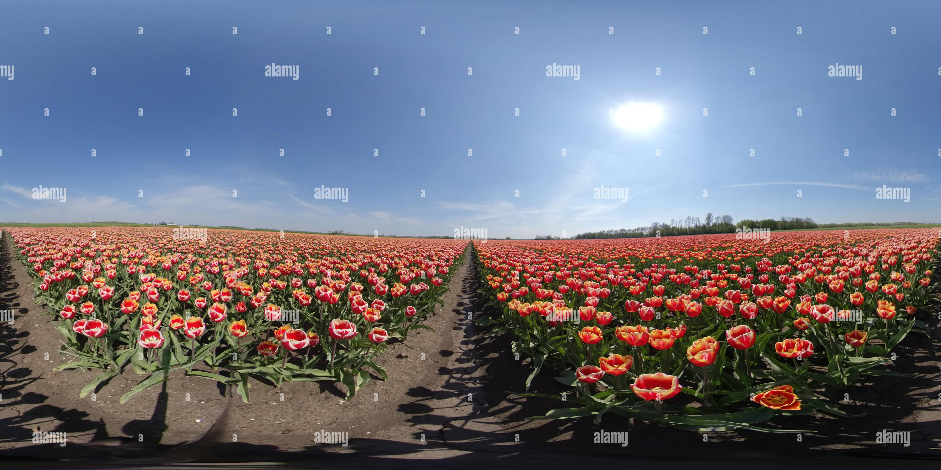 Visualizzazione panoramica a 360 gradi di Campo dei Fiori In Lisse & Amsterdam, Olanda - Paesi Bassi