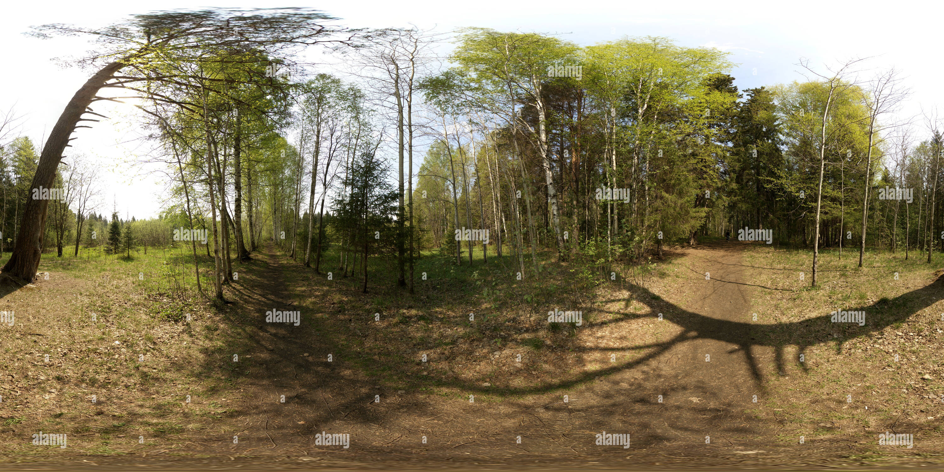 Visualizzazione panoramica a 360 gradi di Березовая аллея через болото 1